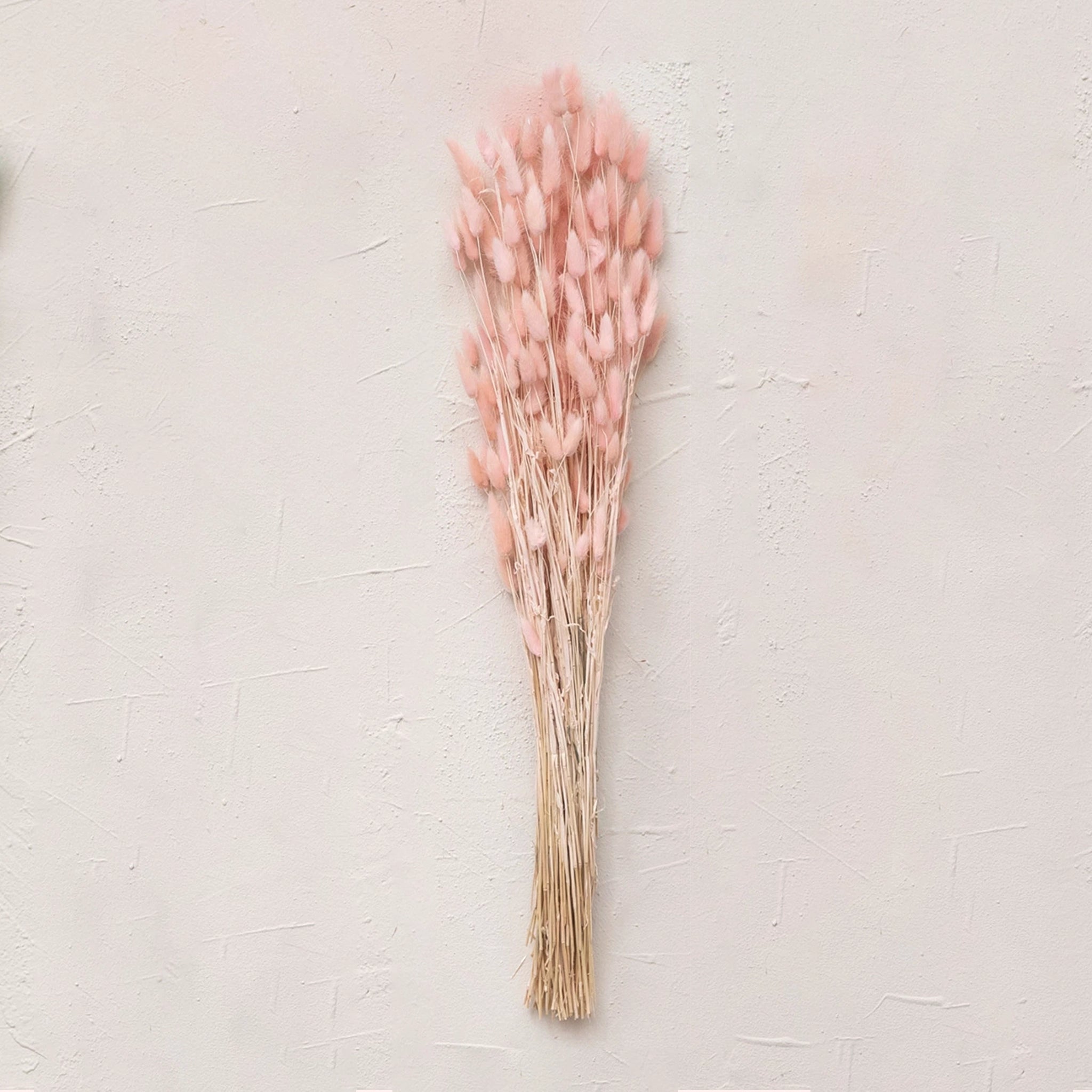 A bundle of light pink dried bunny tail with long stems.