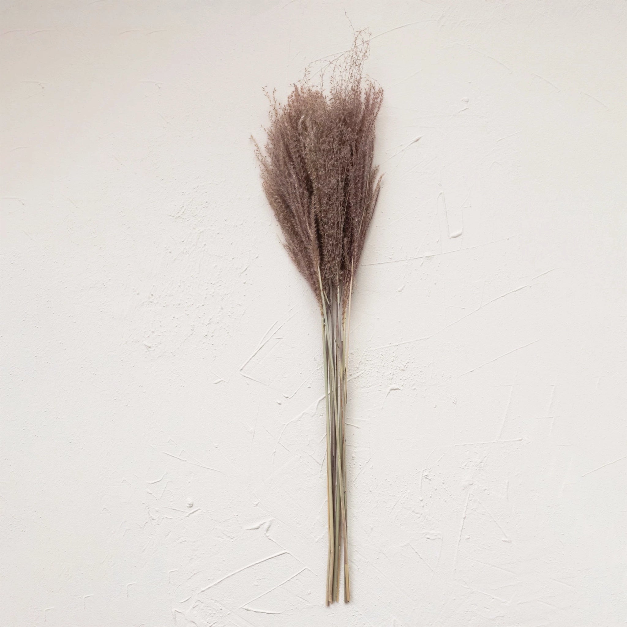 A bundle of dried grass plume in a neutral brown shade.