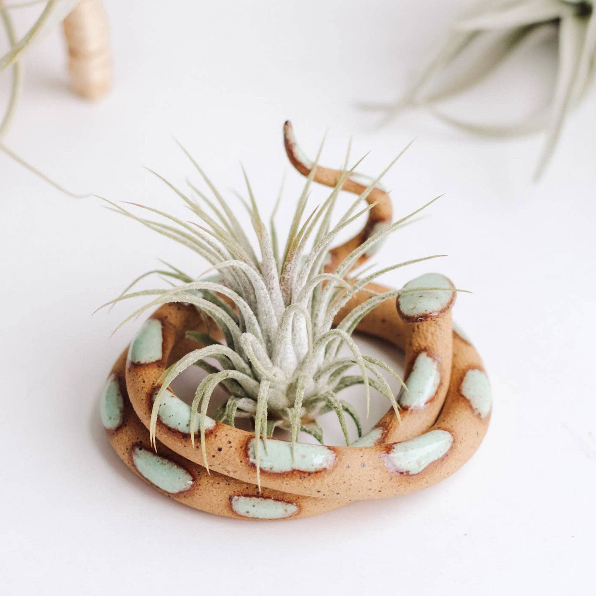 A small ceramic snake in a tan color with light teal spots coiled up and holds an airplant in the center. 