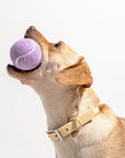 A purple tennis ball photographed with a dog model holding it in its mouth.