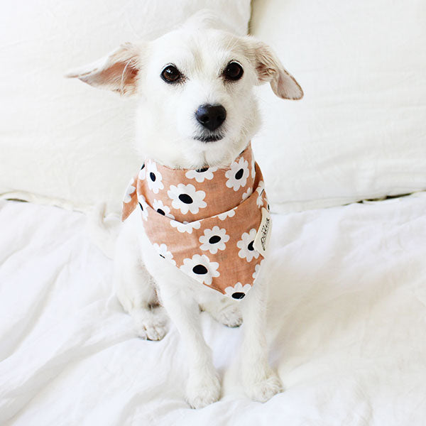 a small white terrier dog is wearing a terracotta colored bandana featuring white and black flower print as she sits on a bed with white bedding