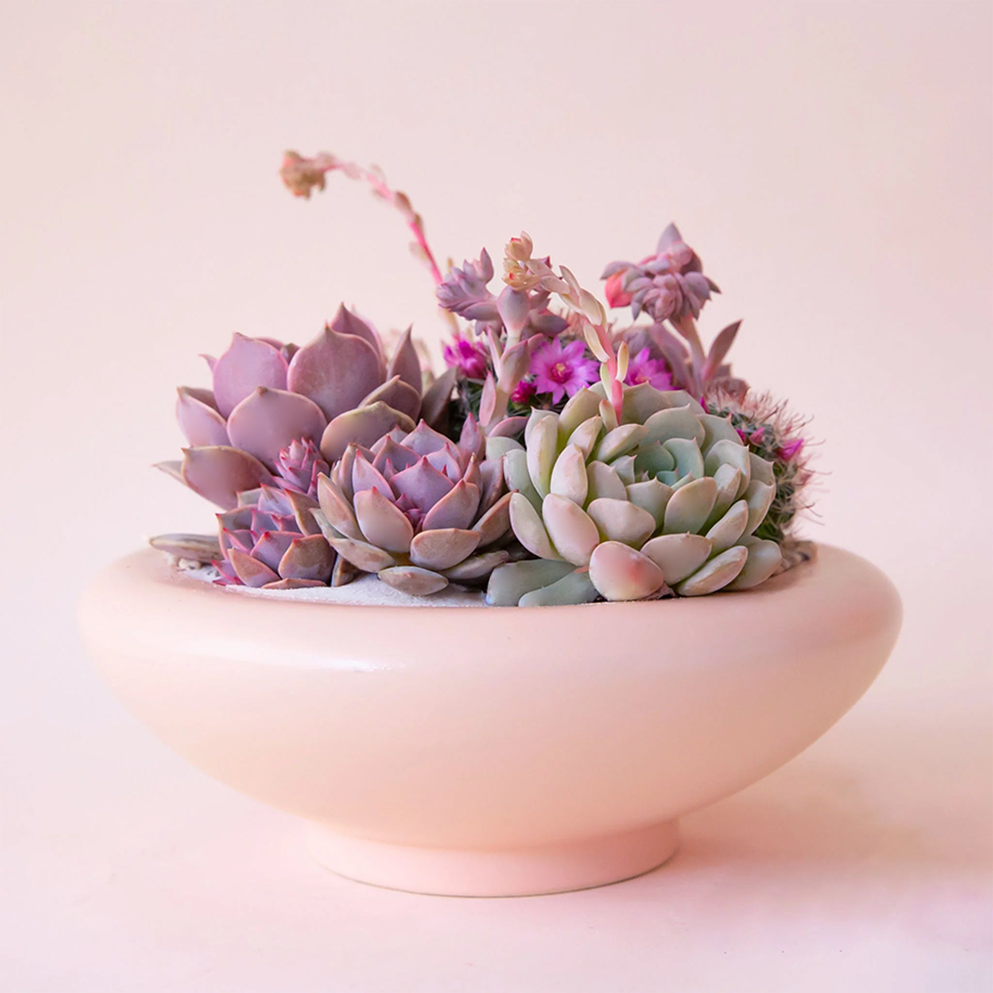 Decorative pink bowl with succulents on a light pink background