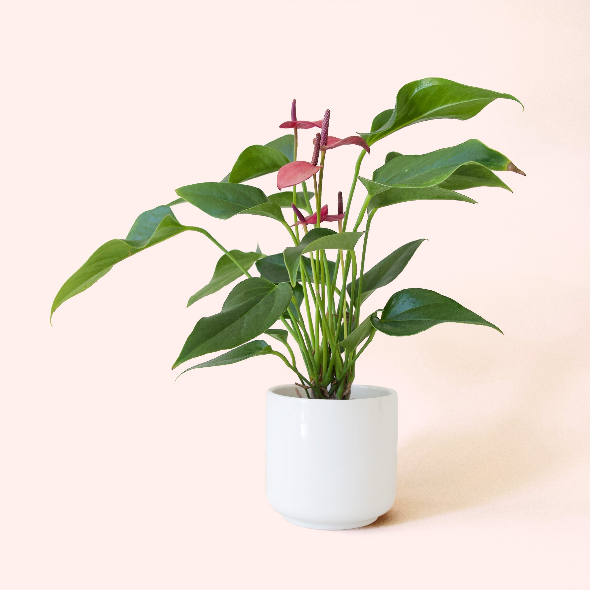 Pigment Anthurium Champion - Thumbnail 5