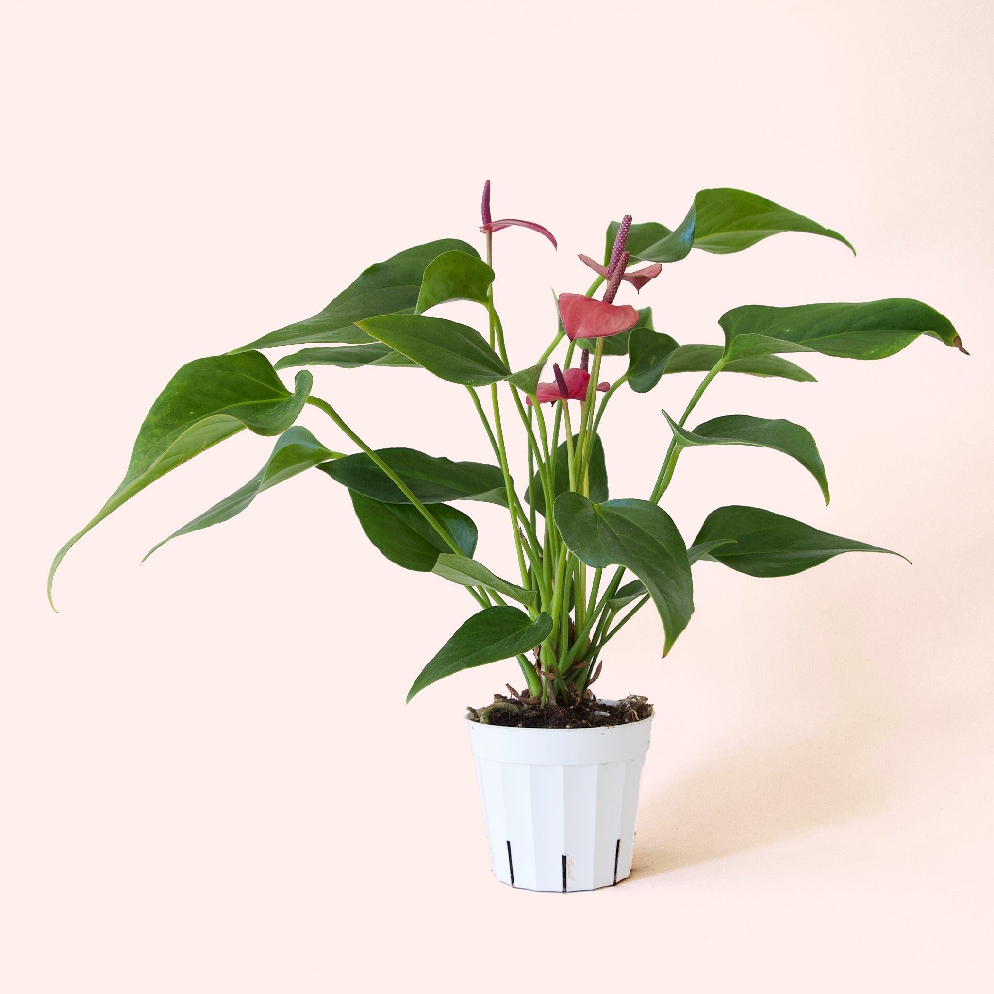 anthurium aranon Anthurium