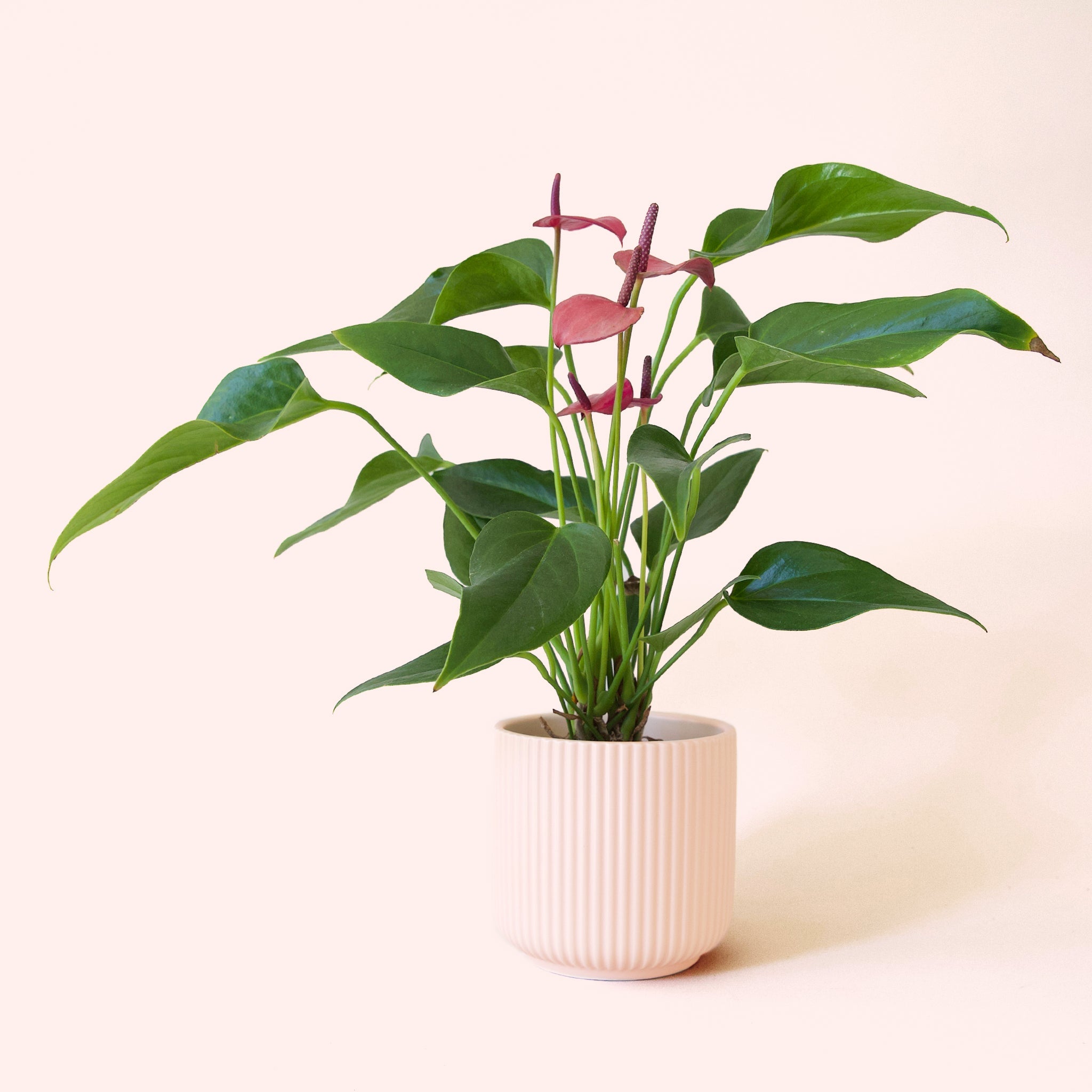 Anthurium Cirano