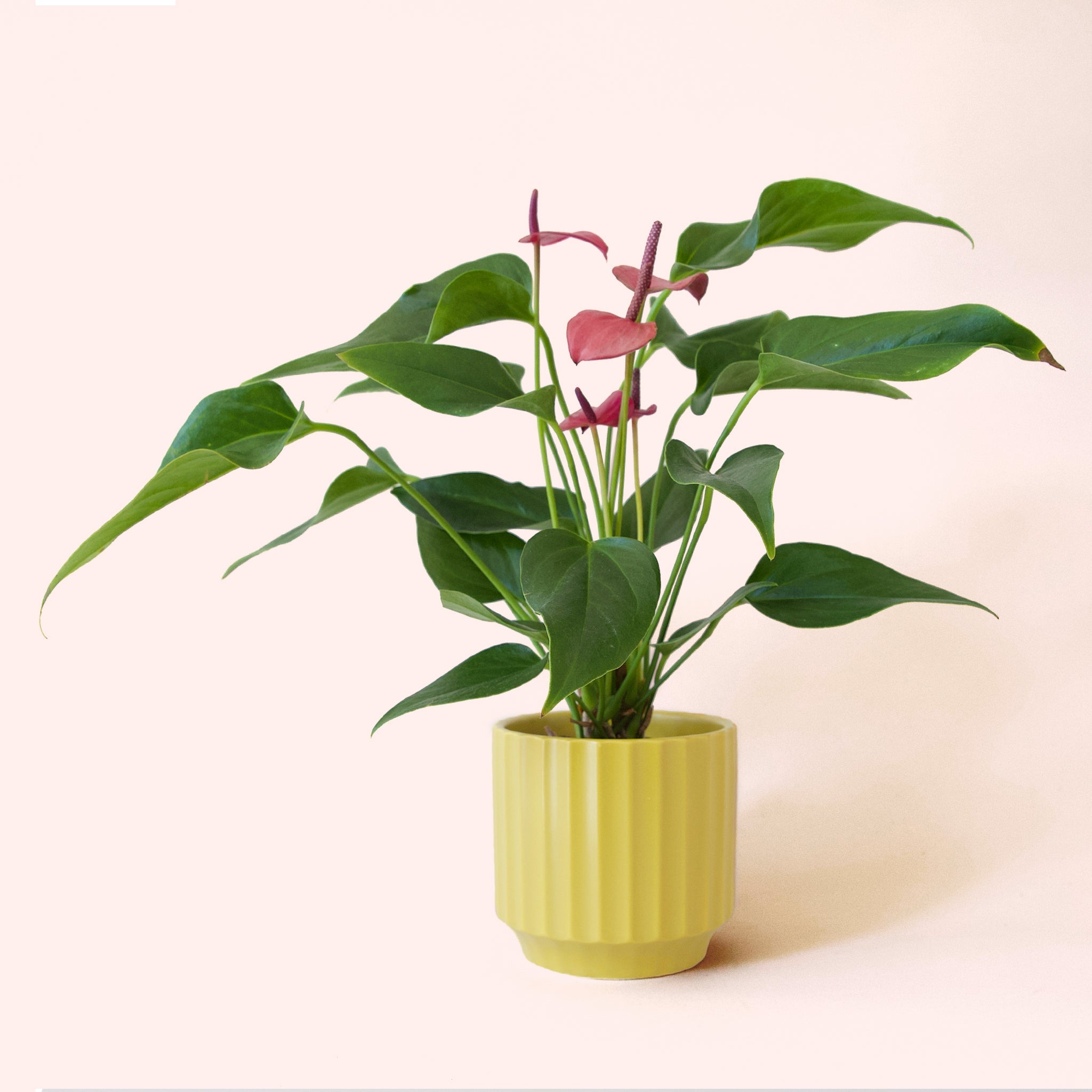 anthurium fire glow national plant network Anthurium