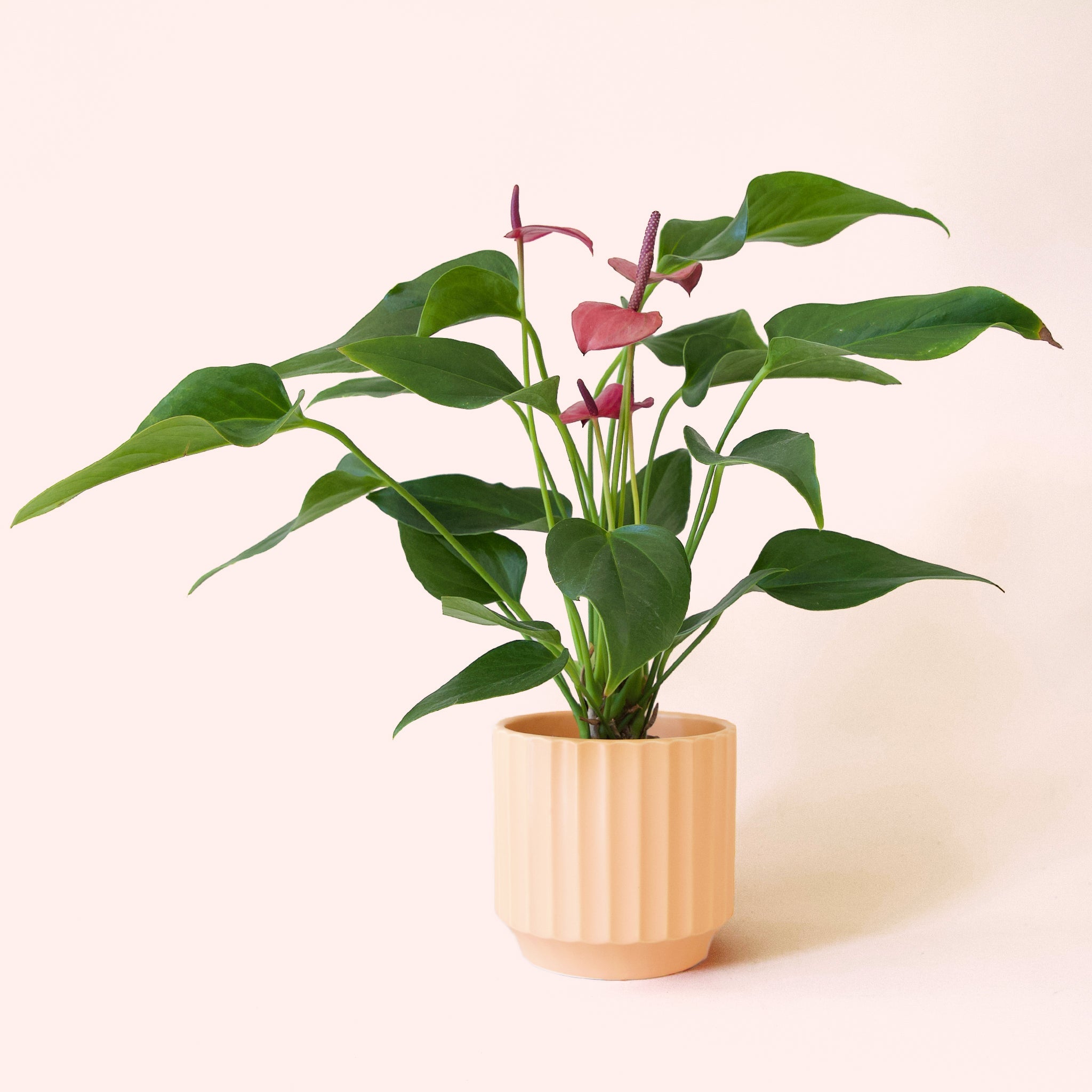 Anthurium Cirano - Thumbnail 5