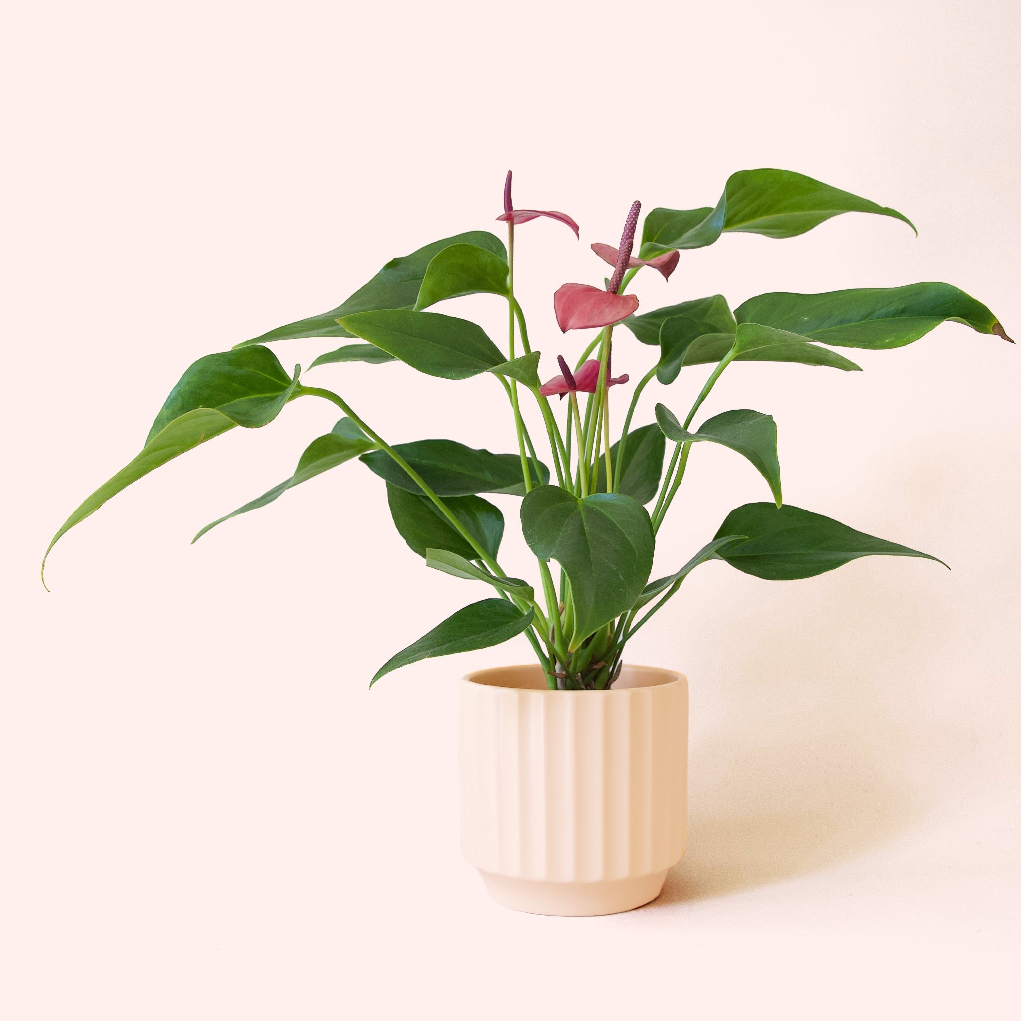 Anthurium Cirano - Thumbnail 3