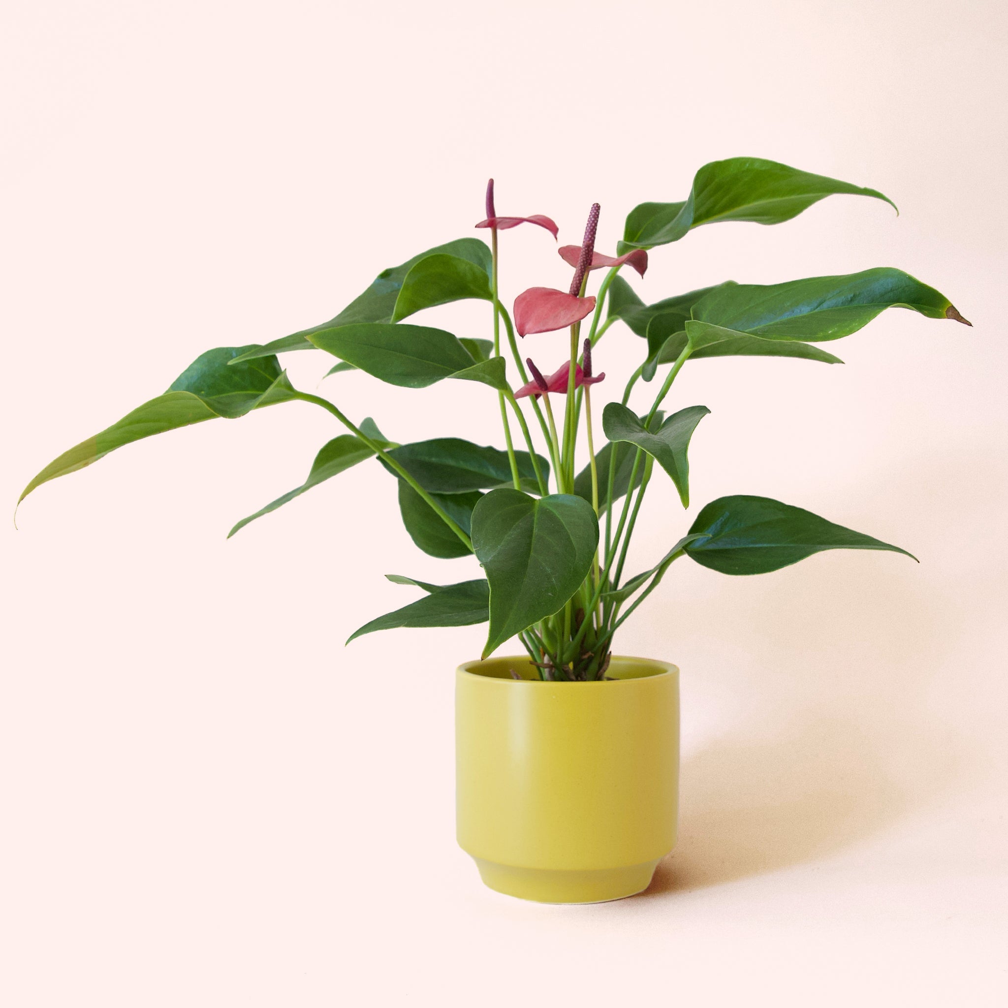 Anthurium Cirano - Thumbnail 4