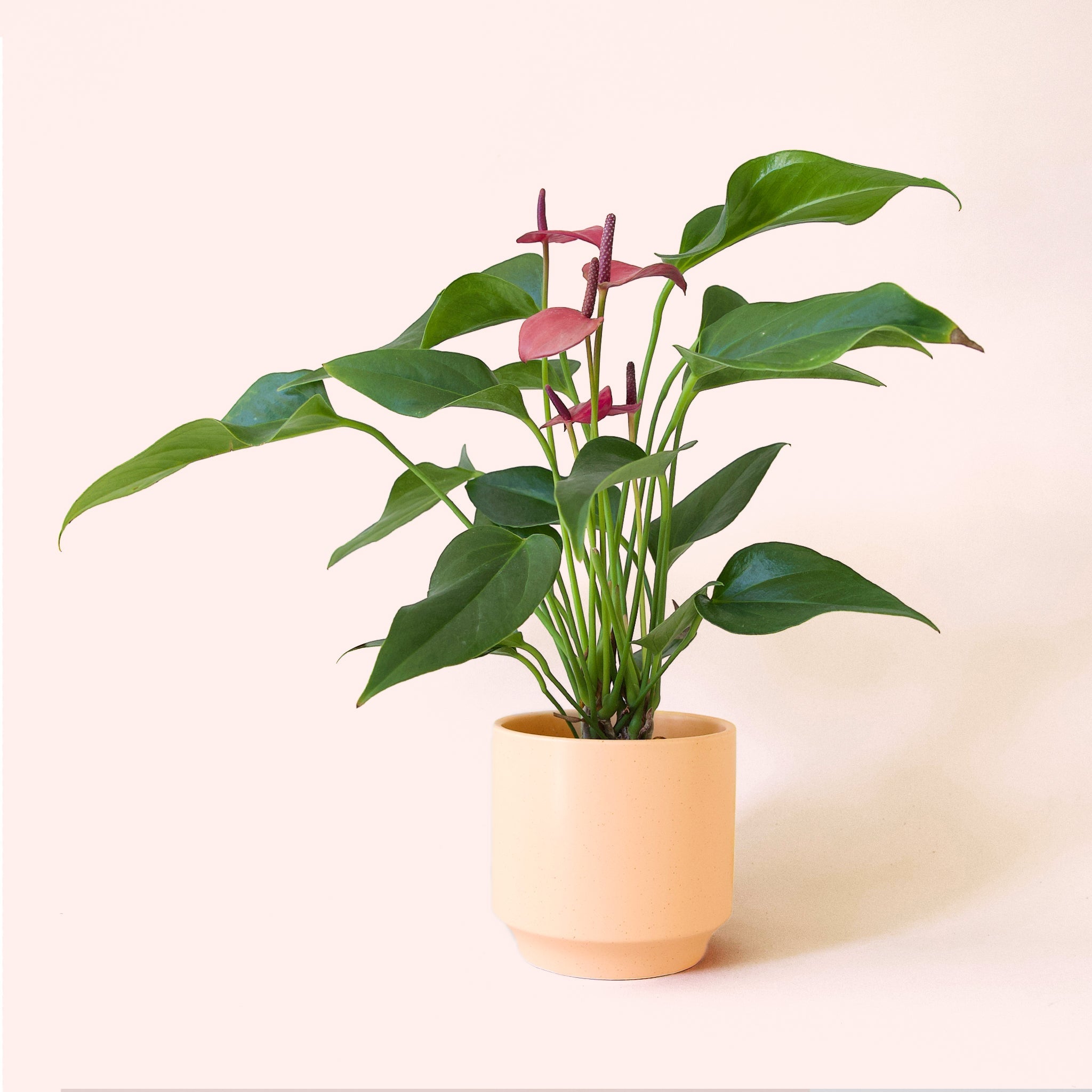 Anthurium Cirano - Thumbnail 5