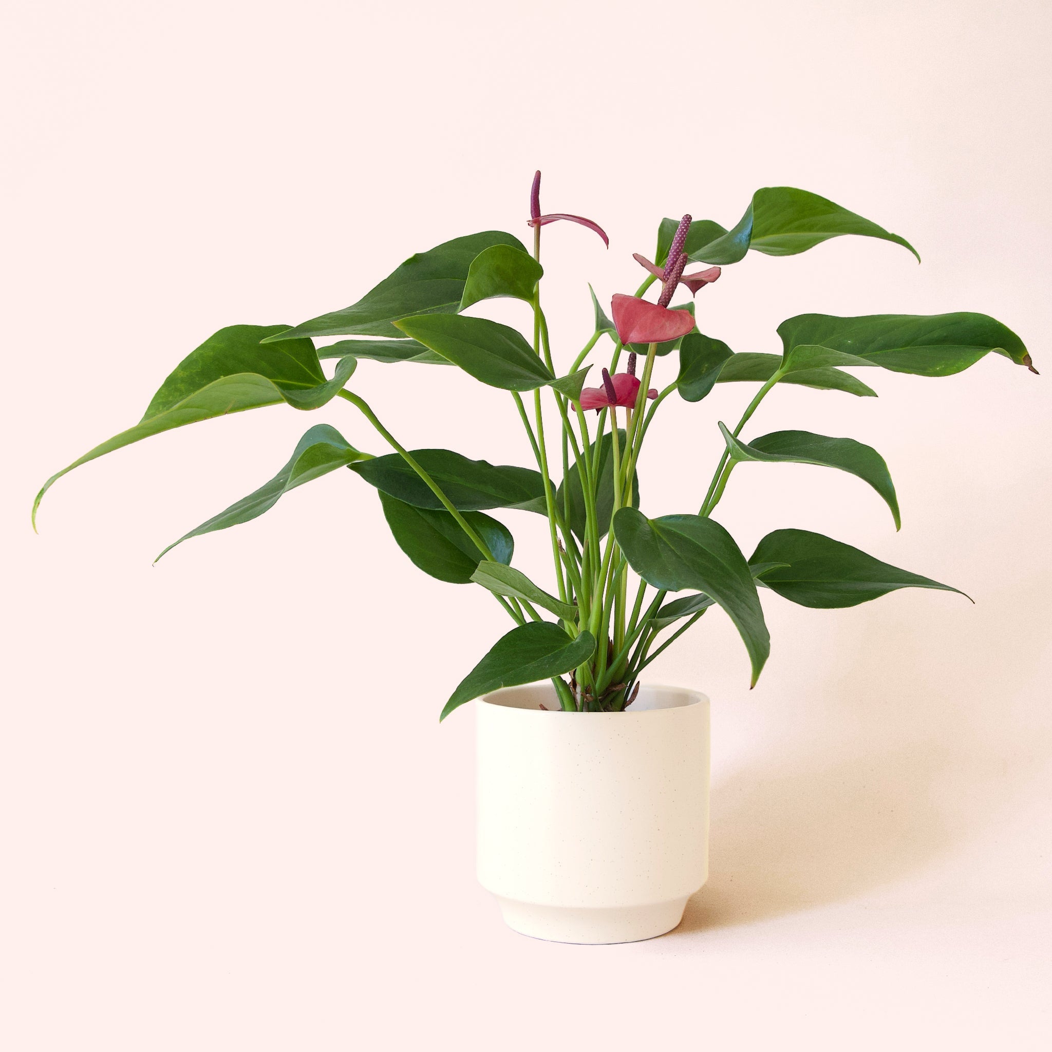 cirano anthurium Anthurium