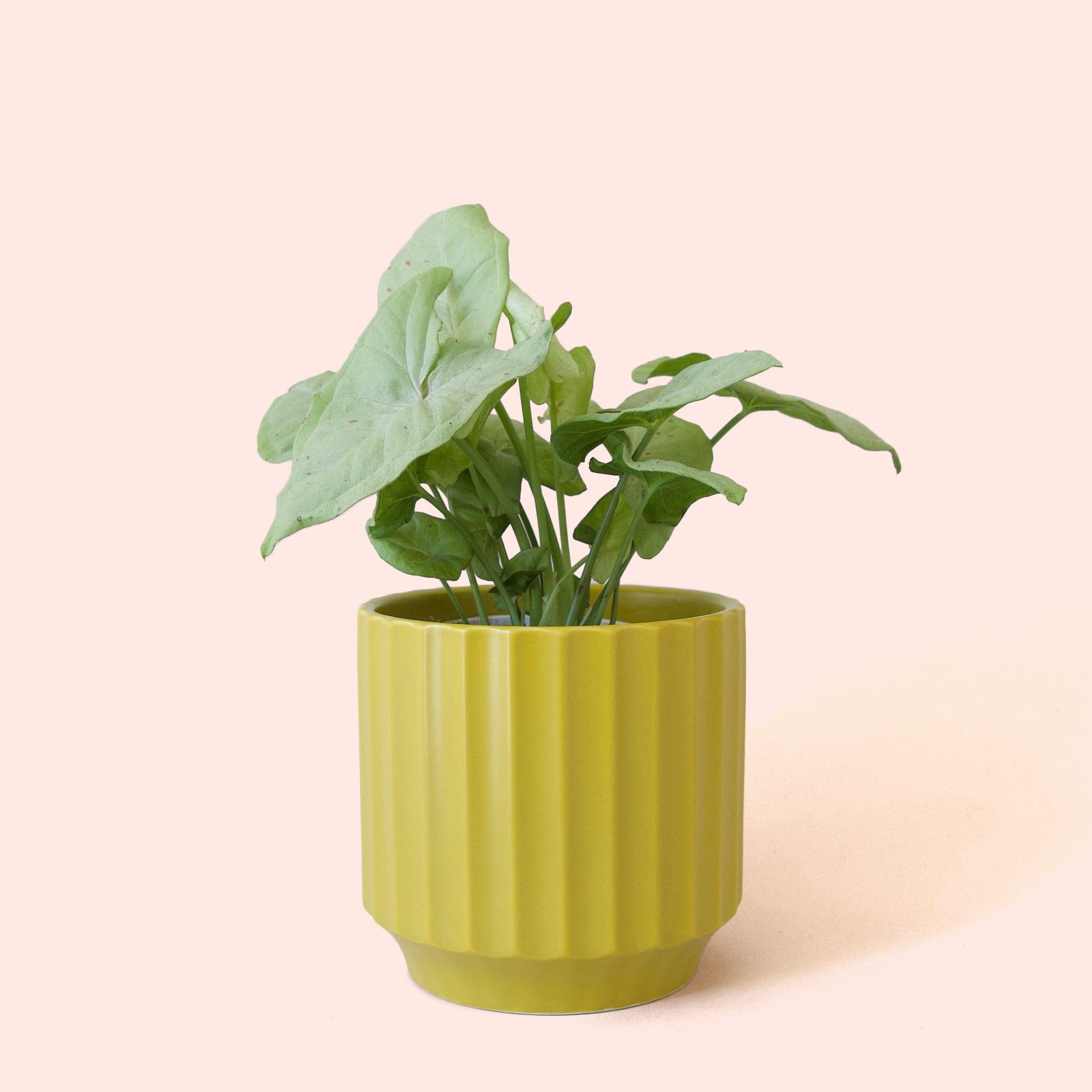 Syngonium Confetti - Thumbnail 3