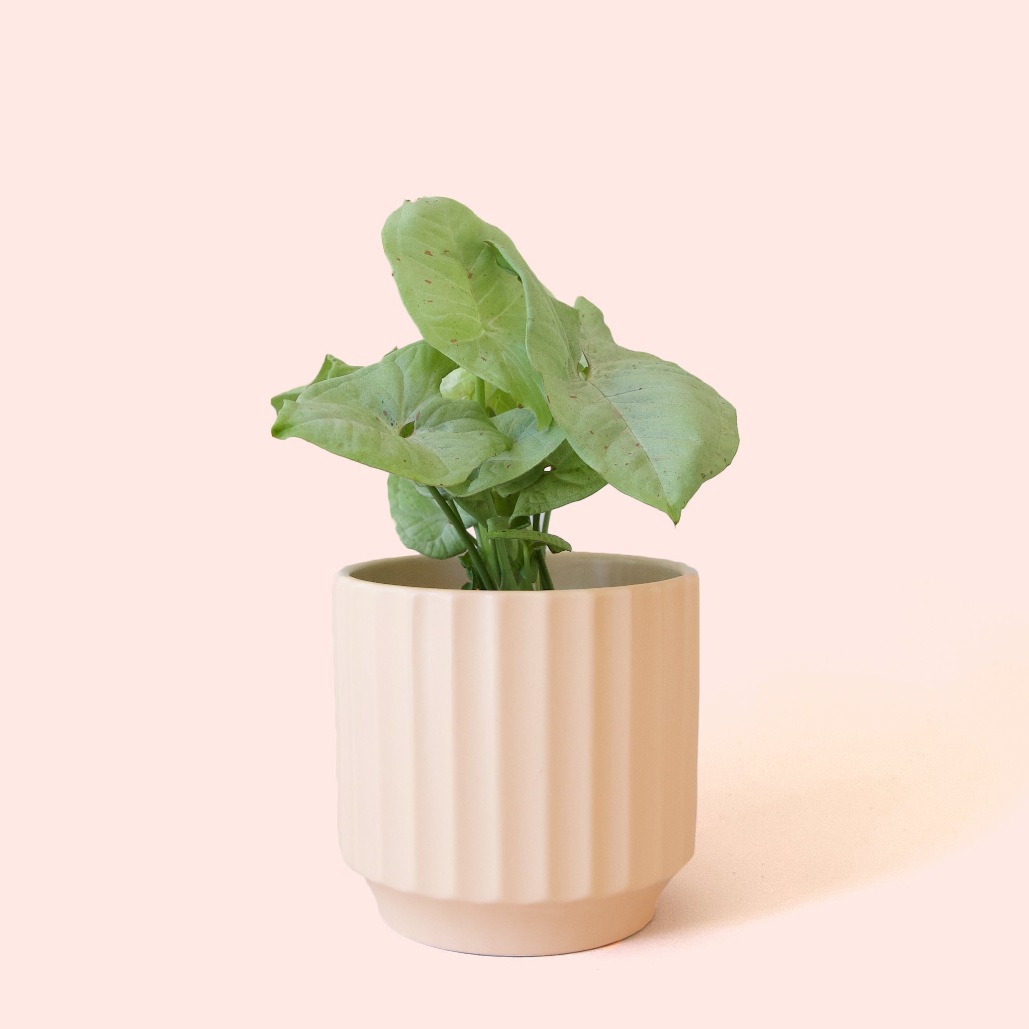 Pigment Syngonium Confetti - Thumbnail 2