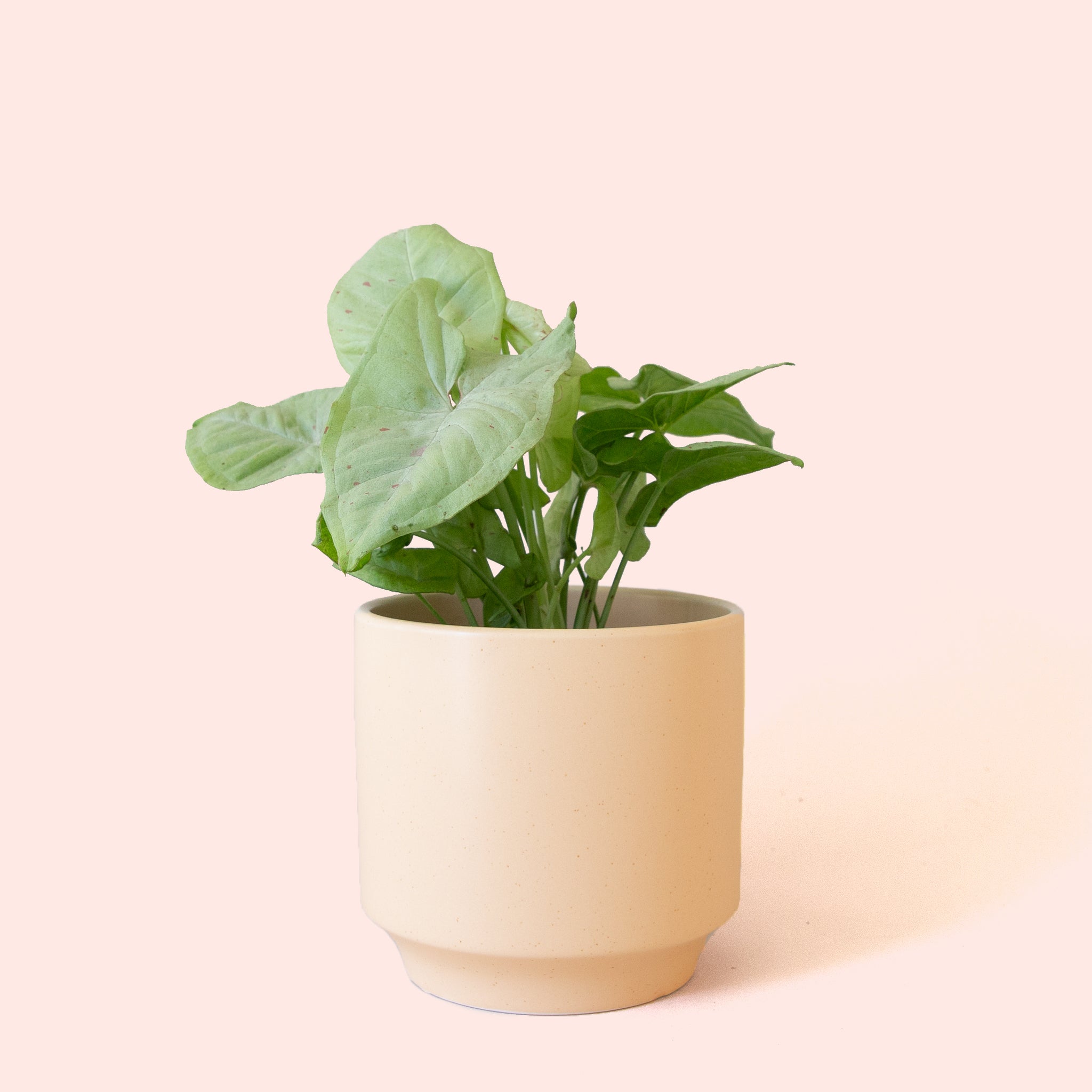 Pigment Syngonium Confetti - Thumbnail 5