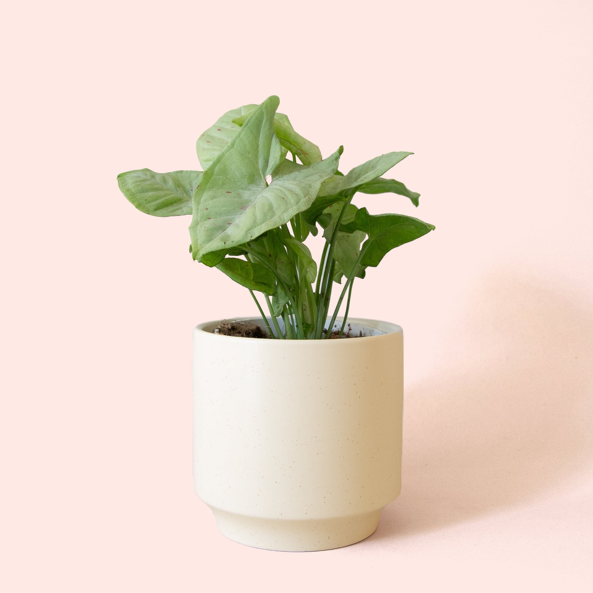 Pigment Syngonium Confetti - Thumbnail 4