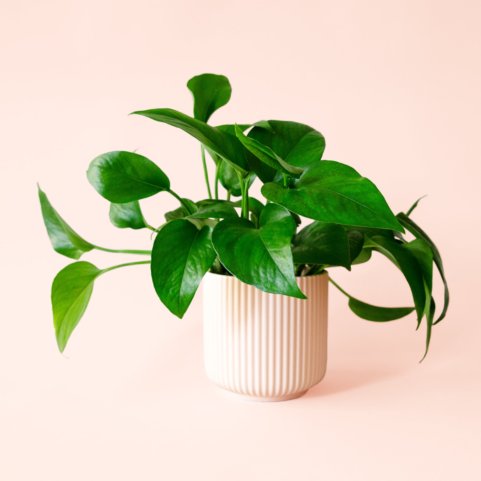 pothos all green Pothos