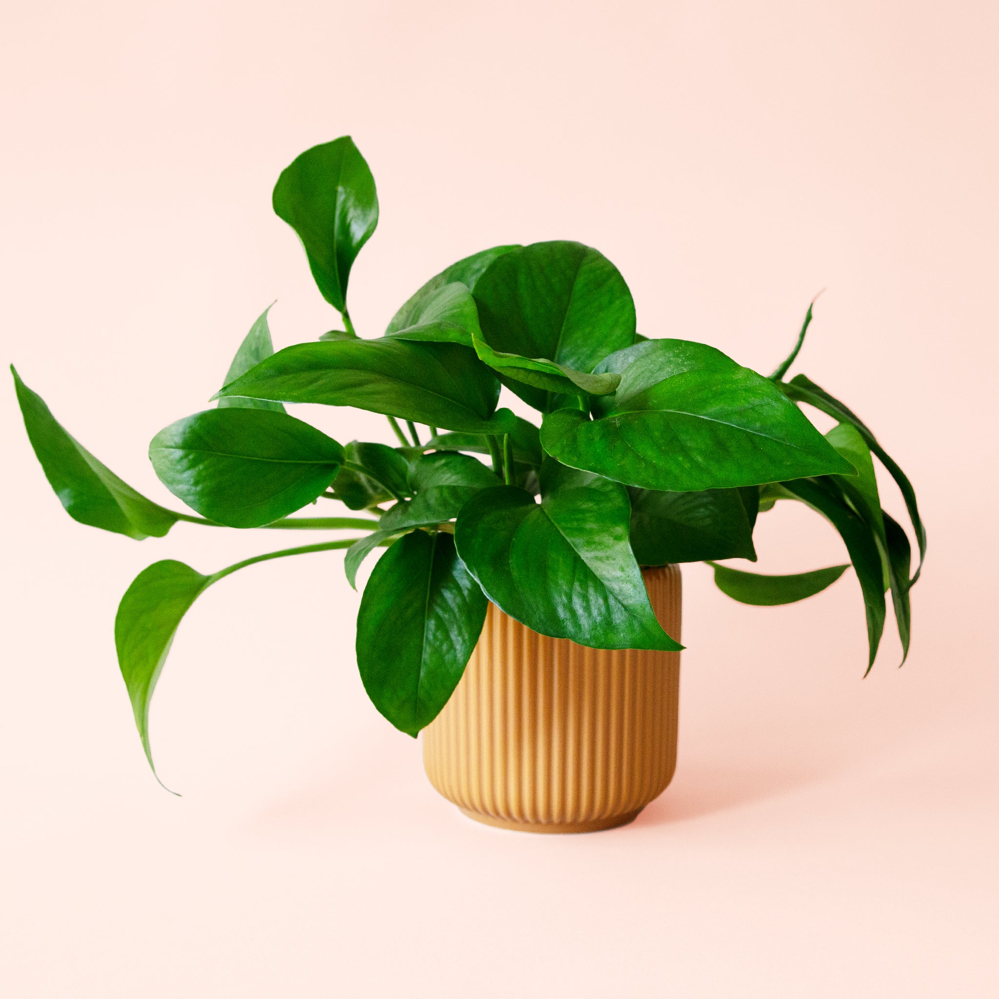 Pothos | Green - Thumbnail 3