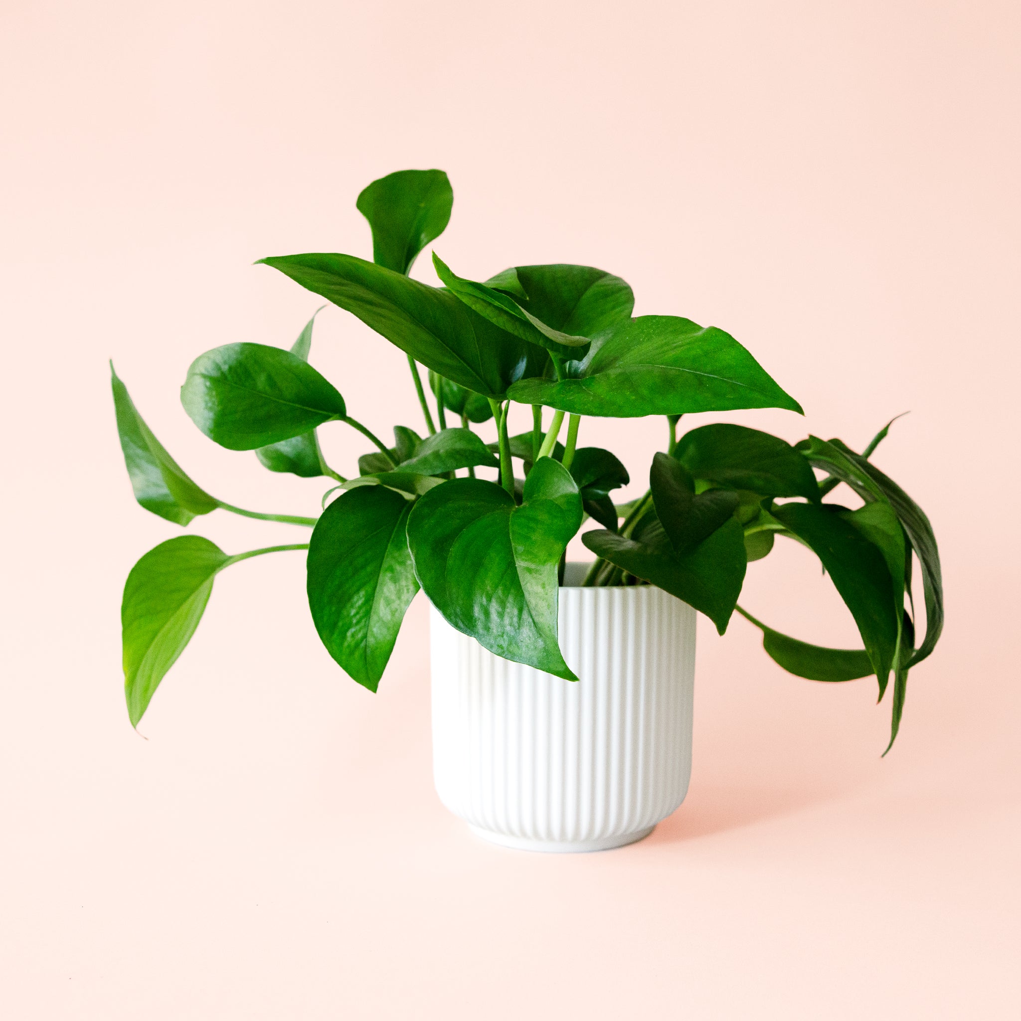 pothos san diego Pothos