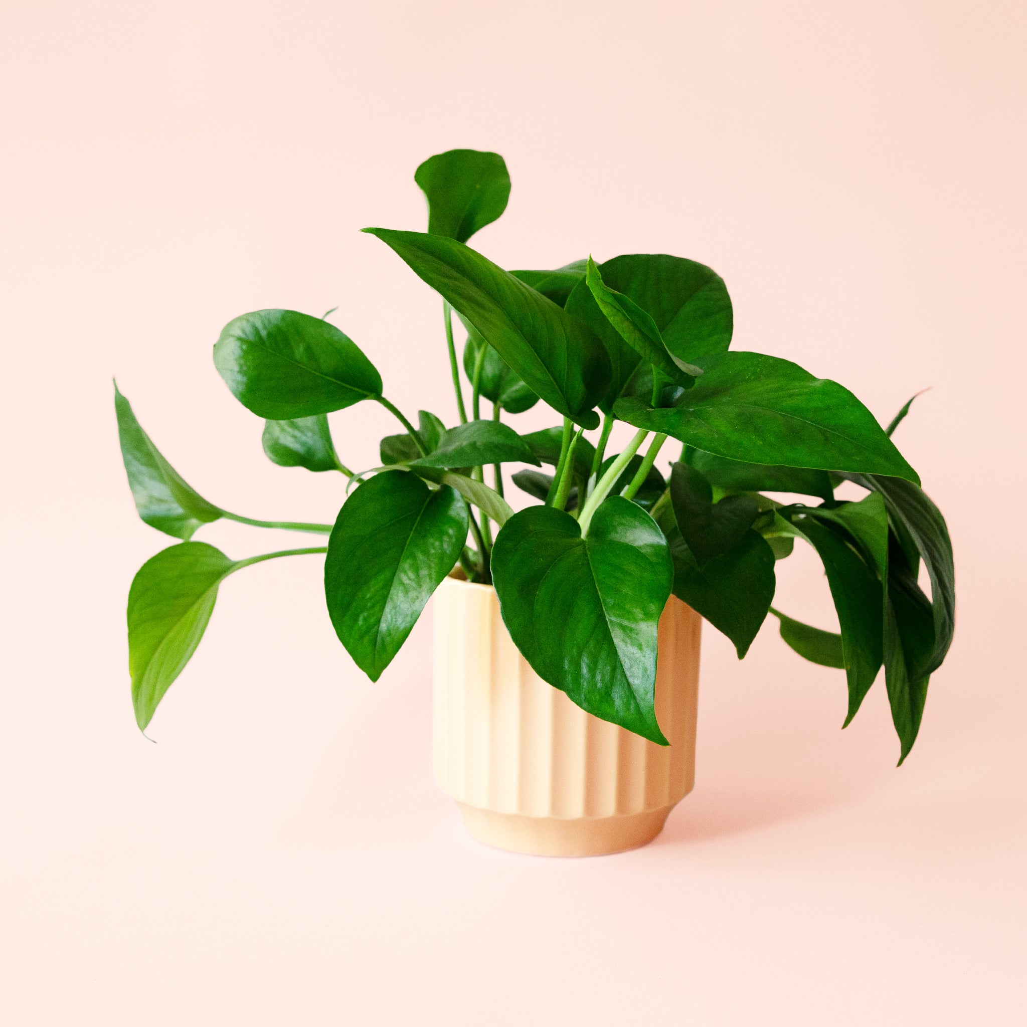 pothos green Pothos