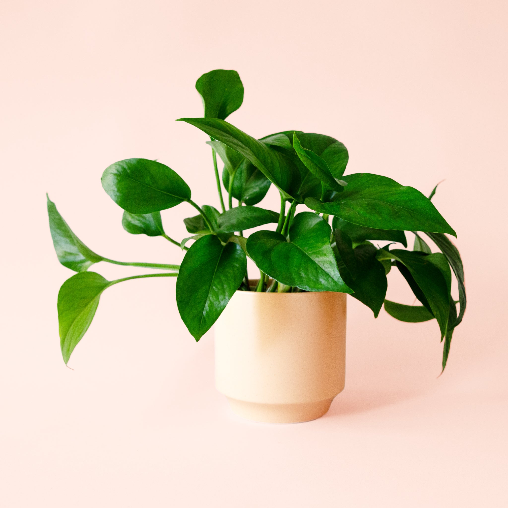 solid green pothos Pothos