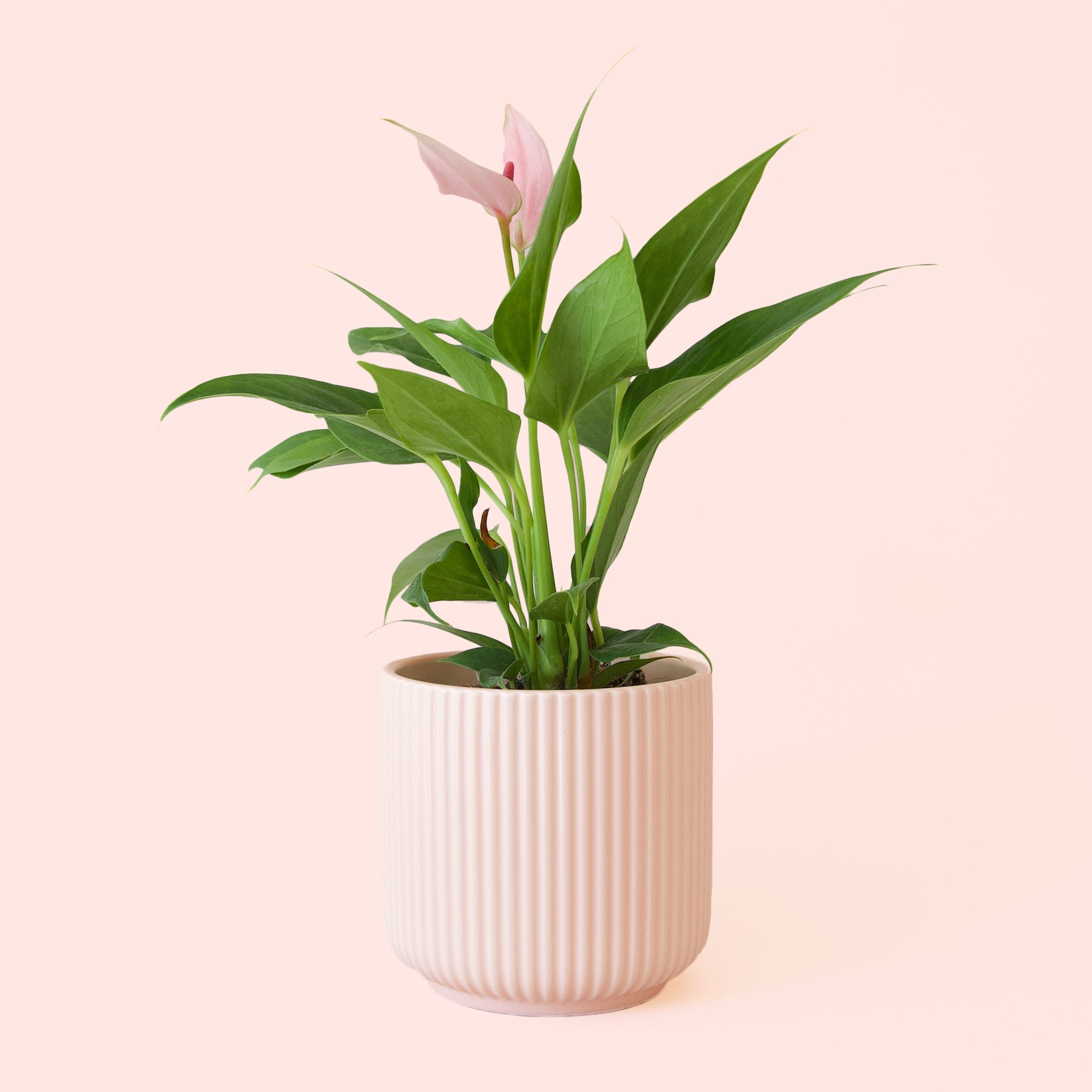 anthurium pink peace lily Anthurium Lilli