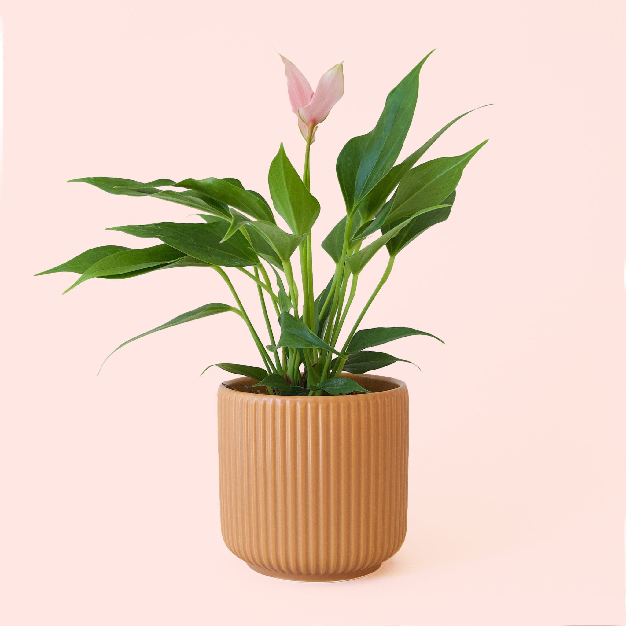 peace lily or anthurium Anthurium Lilli