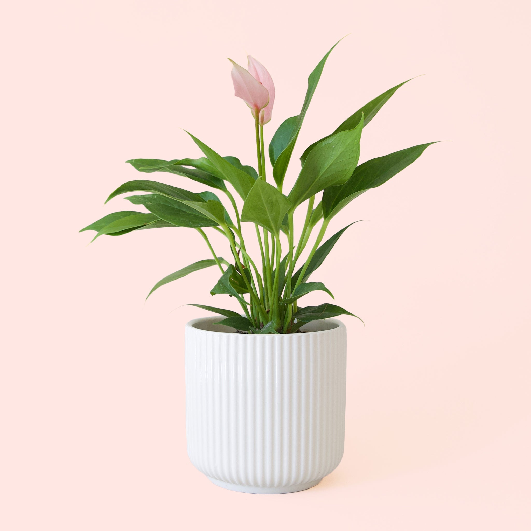 white anthurium and peace lily Anthurium Lilli