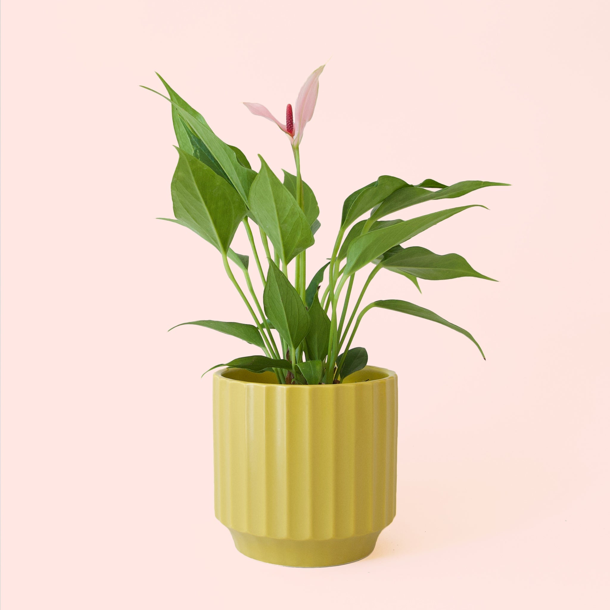 Anthurium Lilli - Thumbnail 5