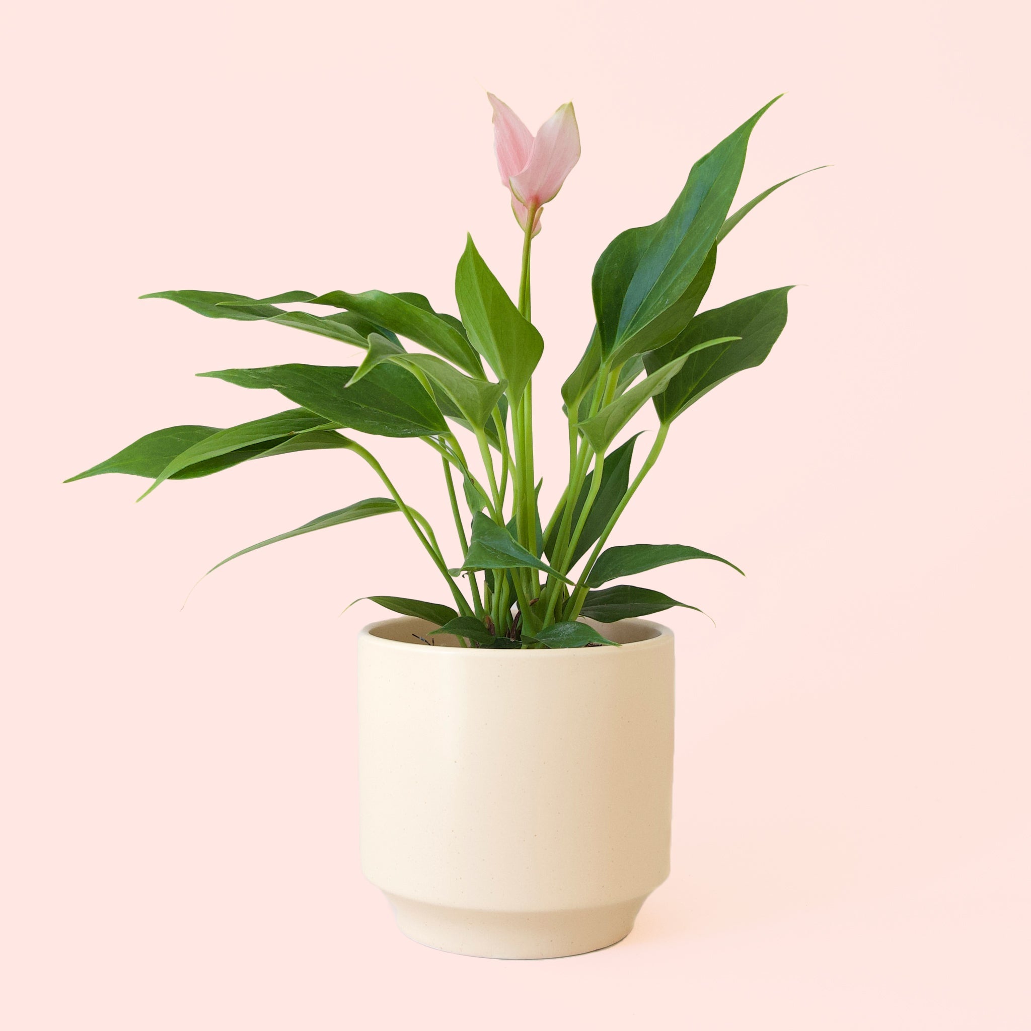 pale pink anthurium Anthurium Lilli