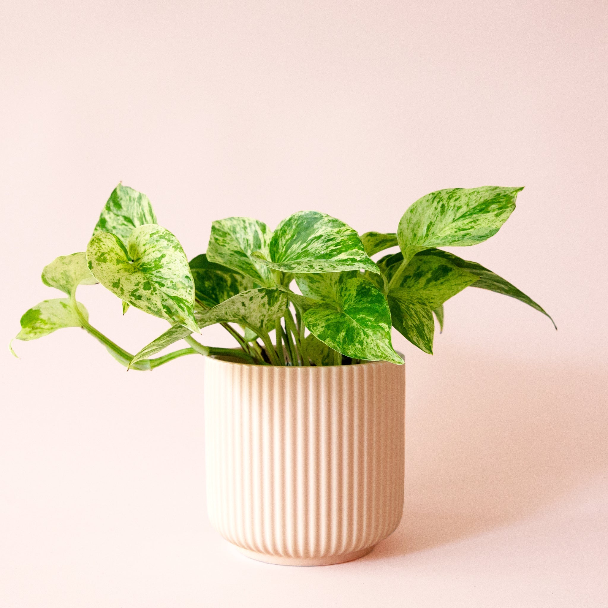 Pothos | Marble Queen - Thumbnail 5