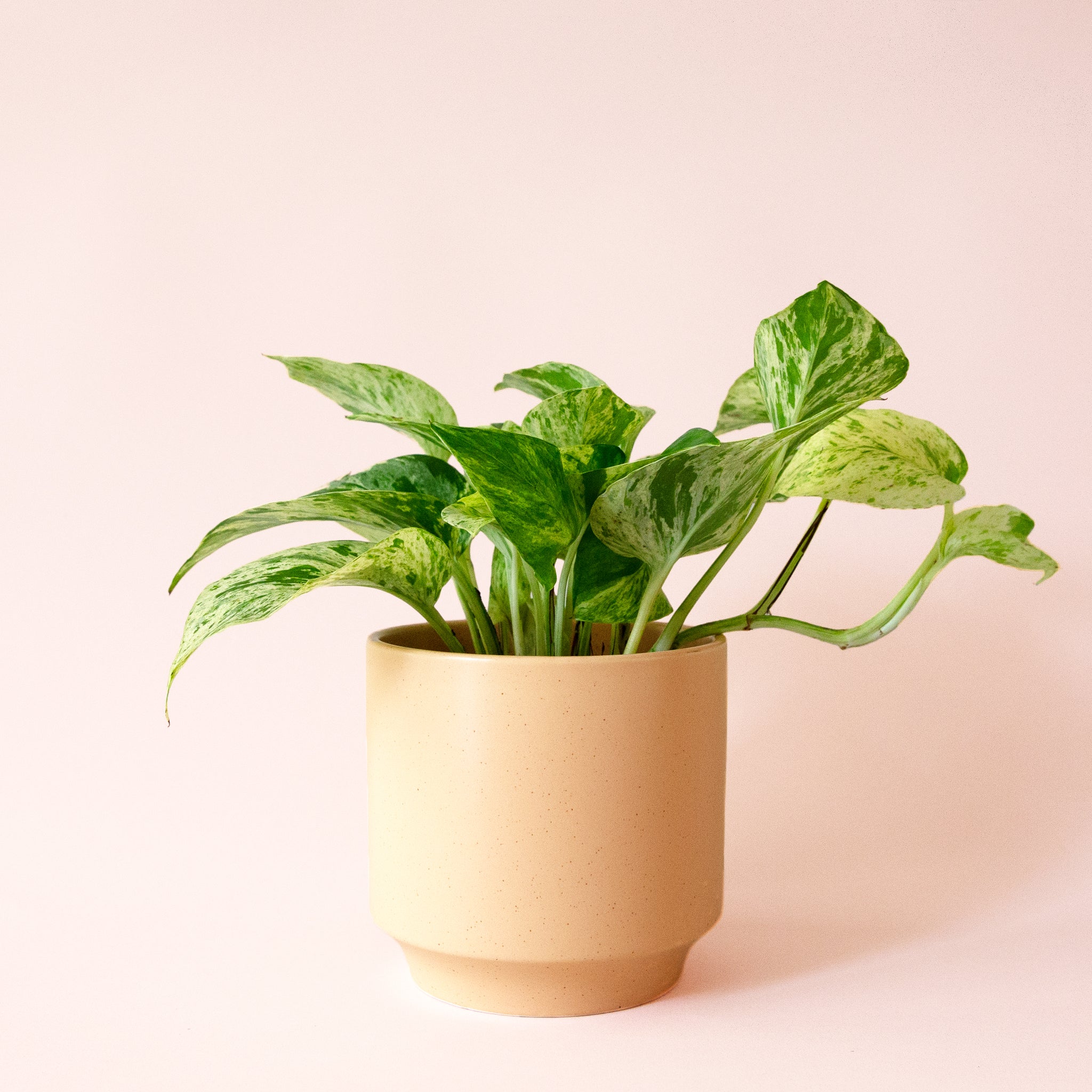 pothos mq Pothos