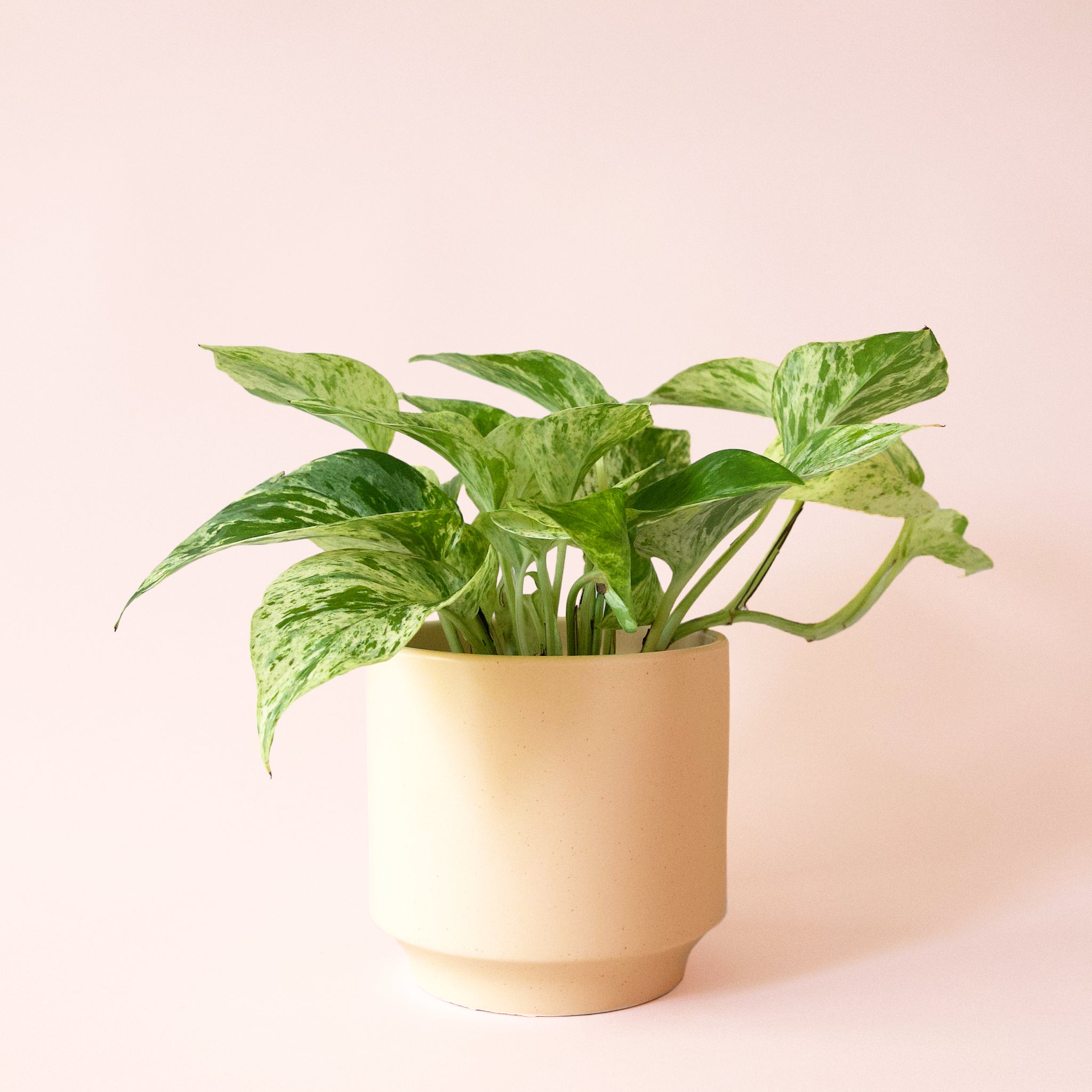 marble queen pothos low light Pothos