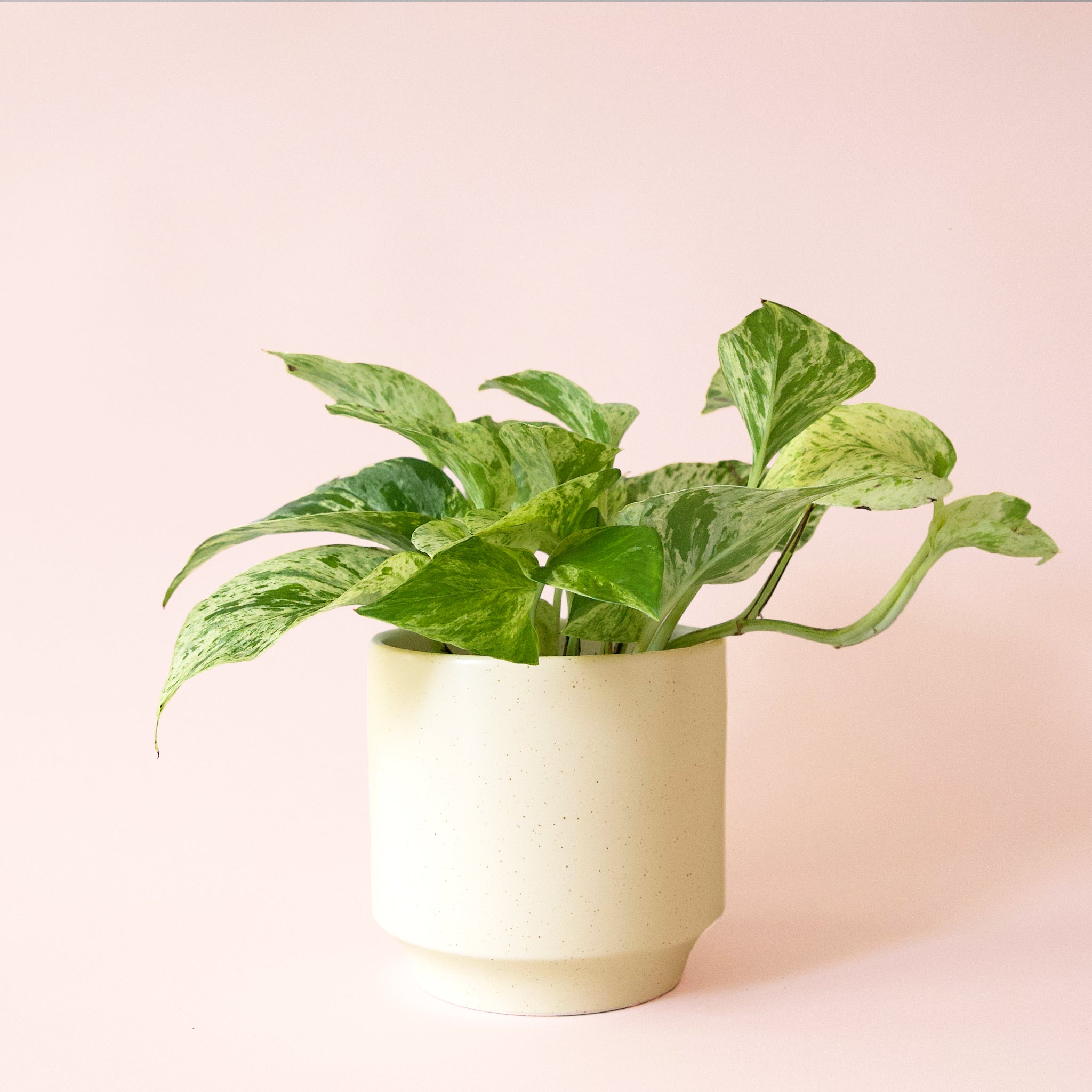 marble queen pothos buy Pothos