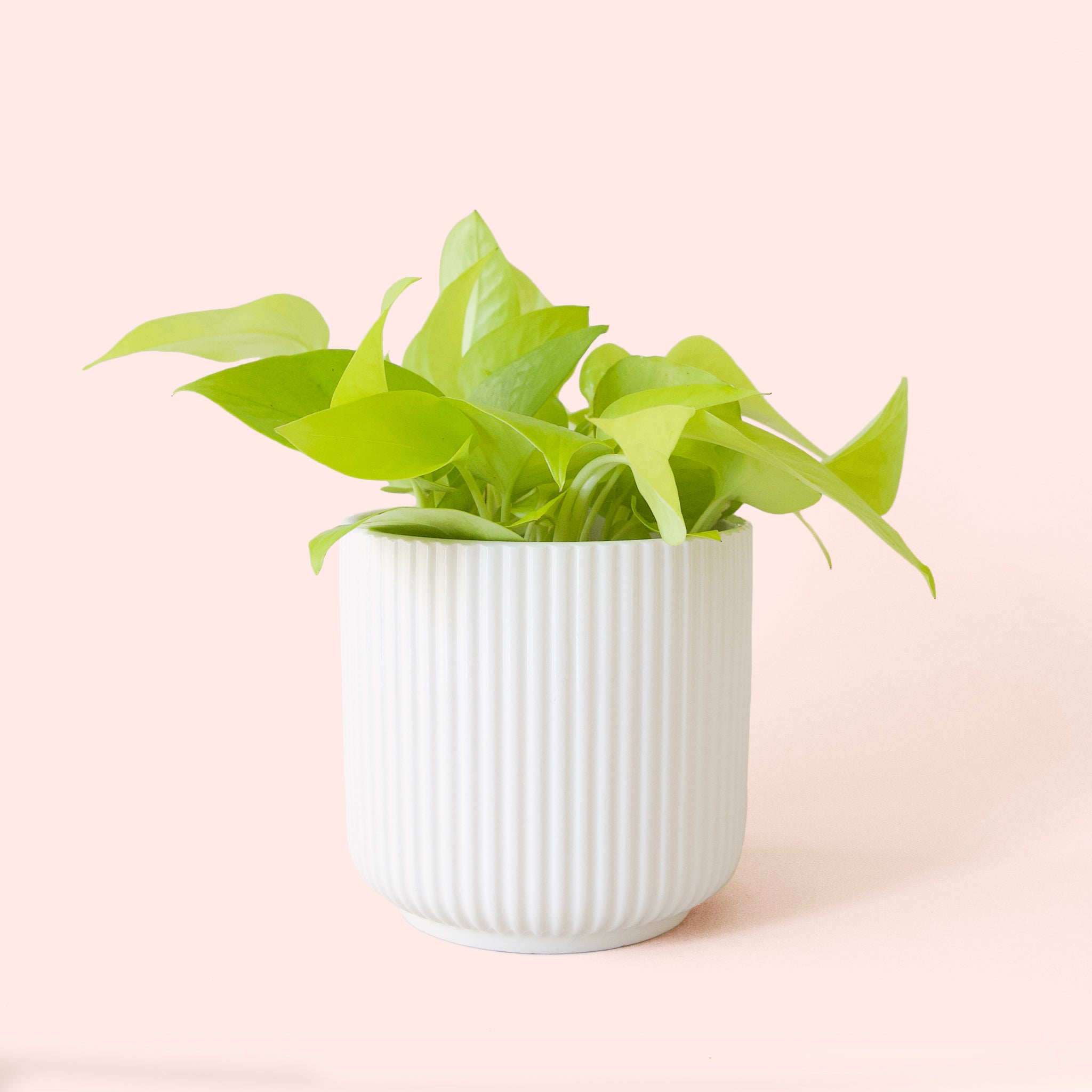pothos ikea Pothos