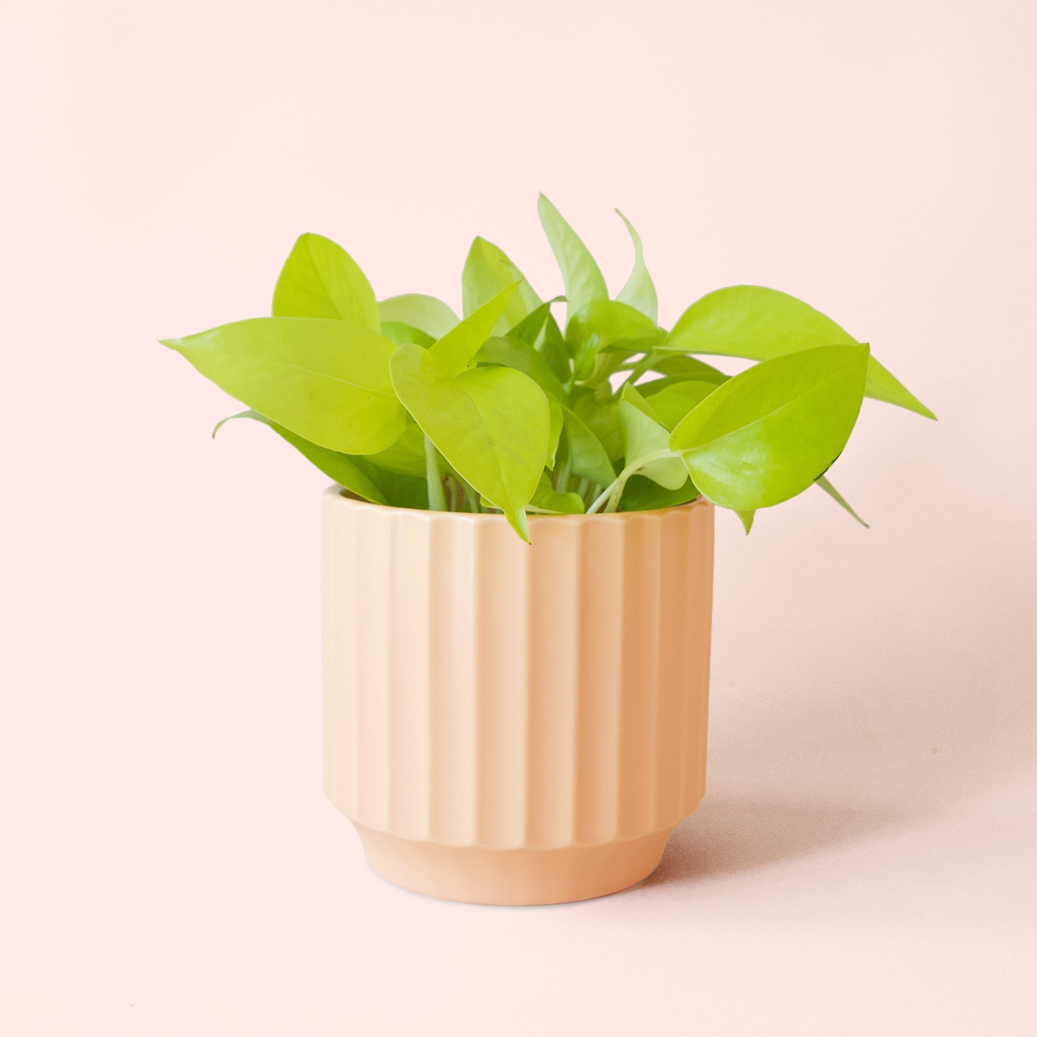neon pothos flower Pothos