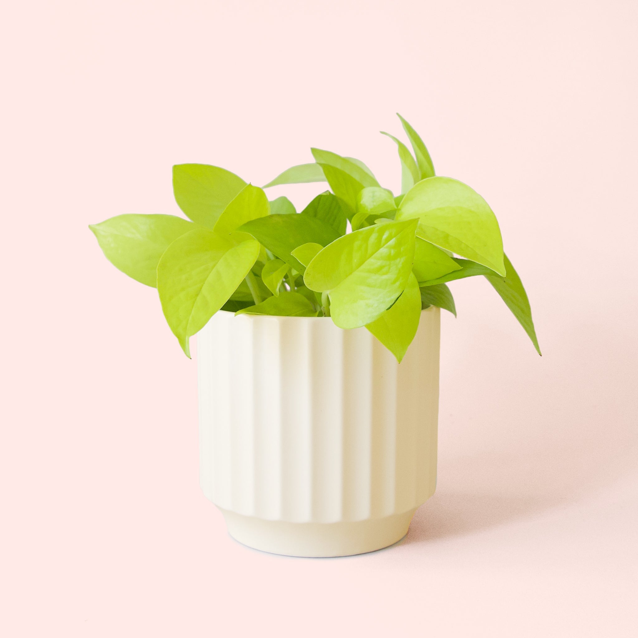 Pothos | Neon - Thumbnail 4