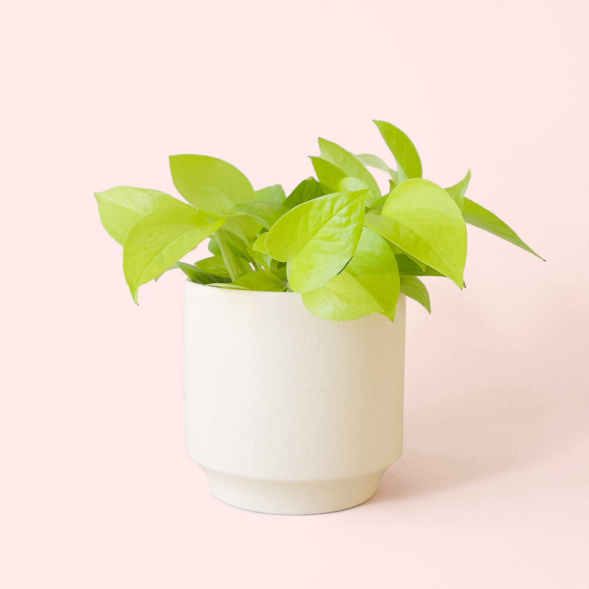 neo p1 pothos Pothos
