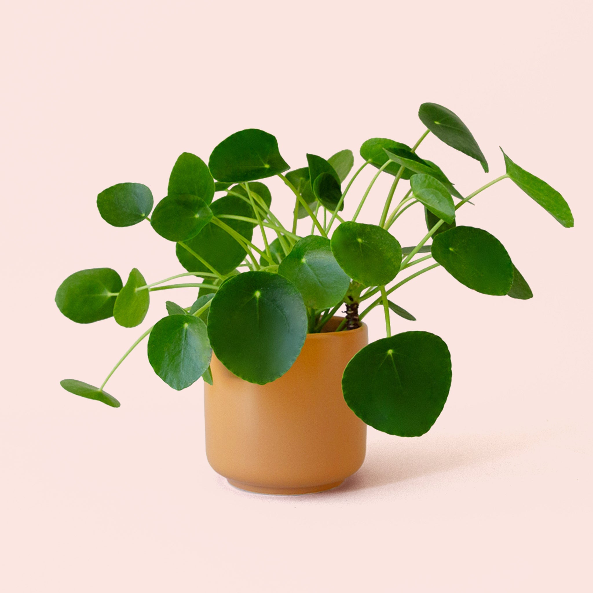 pilea indoor plant Pilea