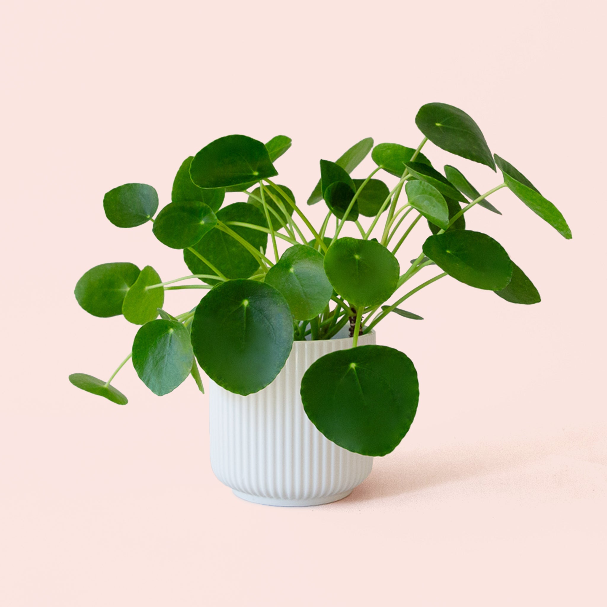 house plants pilea peperomioides Pilea