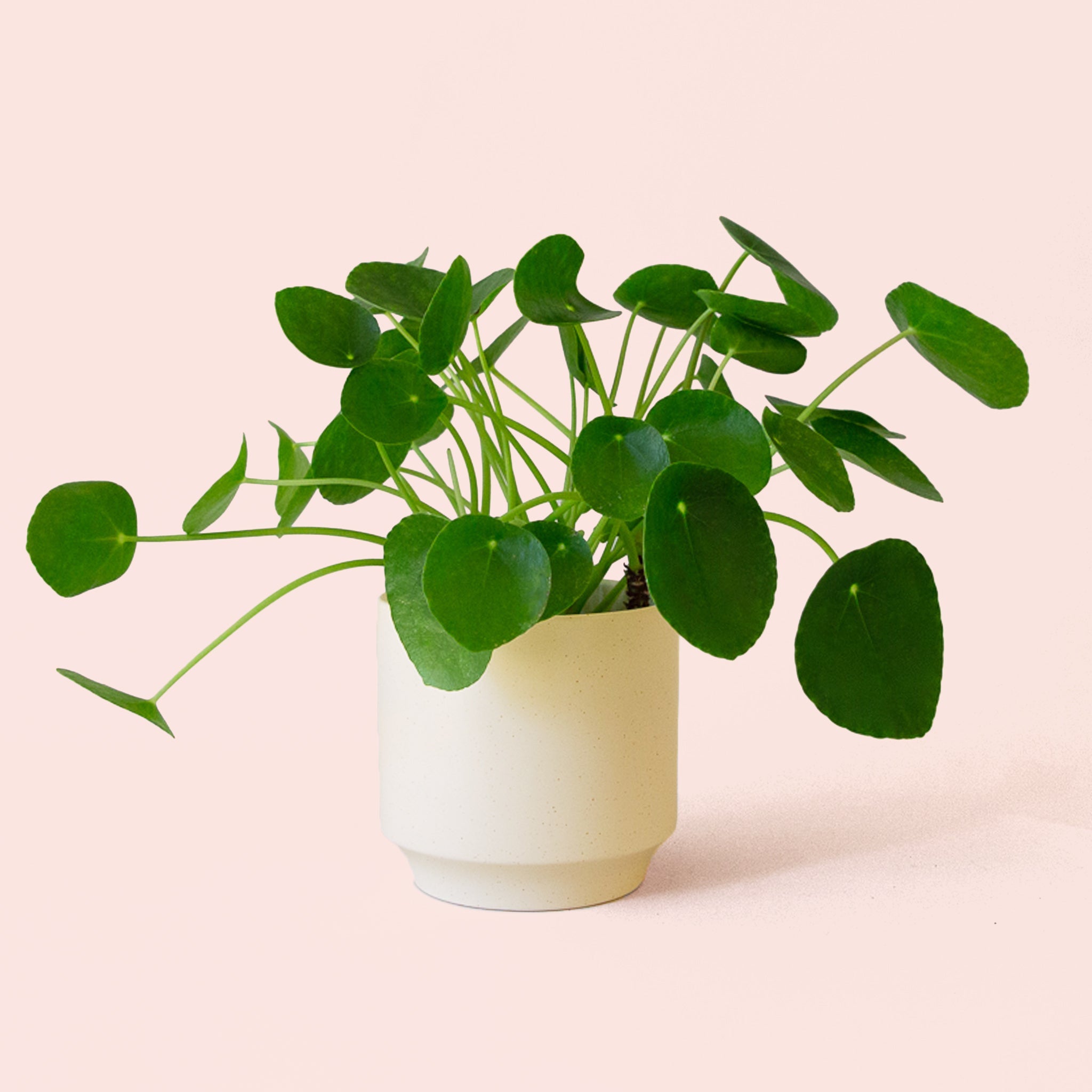 Pilea Peperomioide - Thumbnail 3
