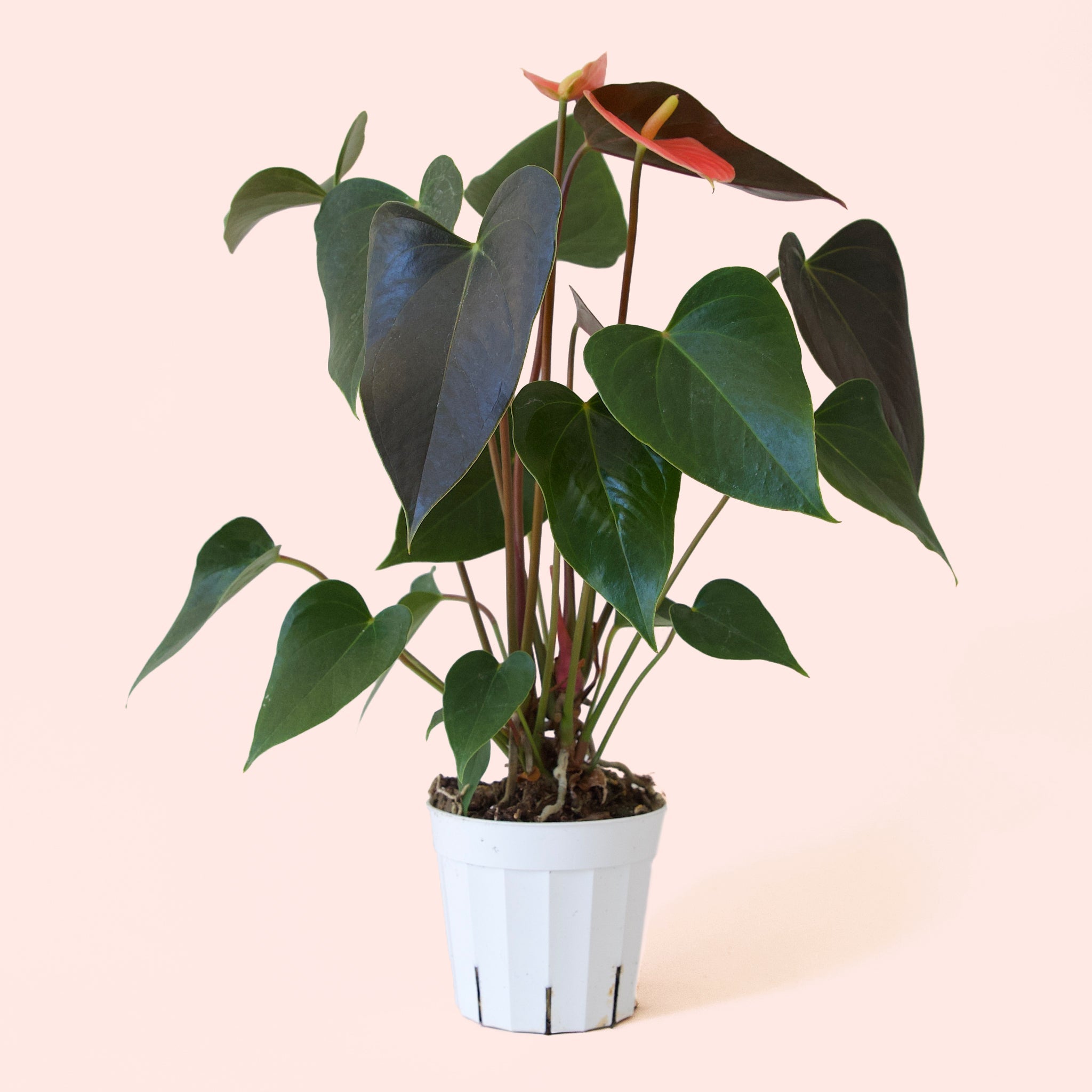 multicolor anthurium house plant Anthurium