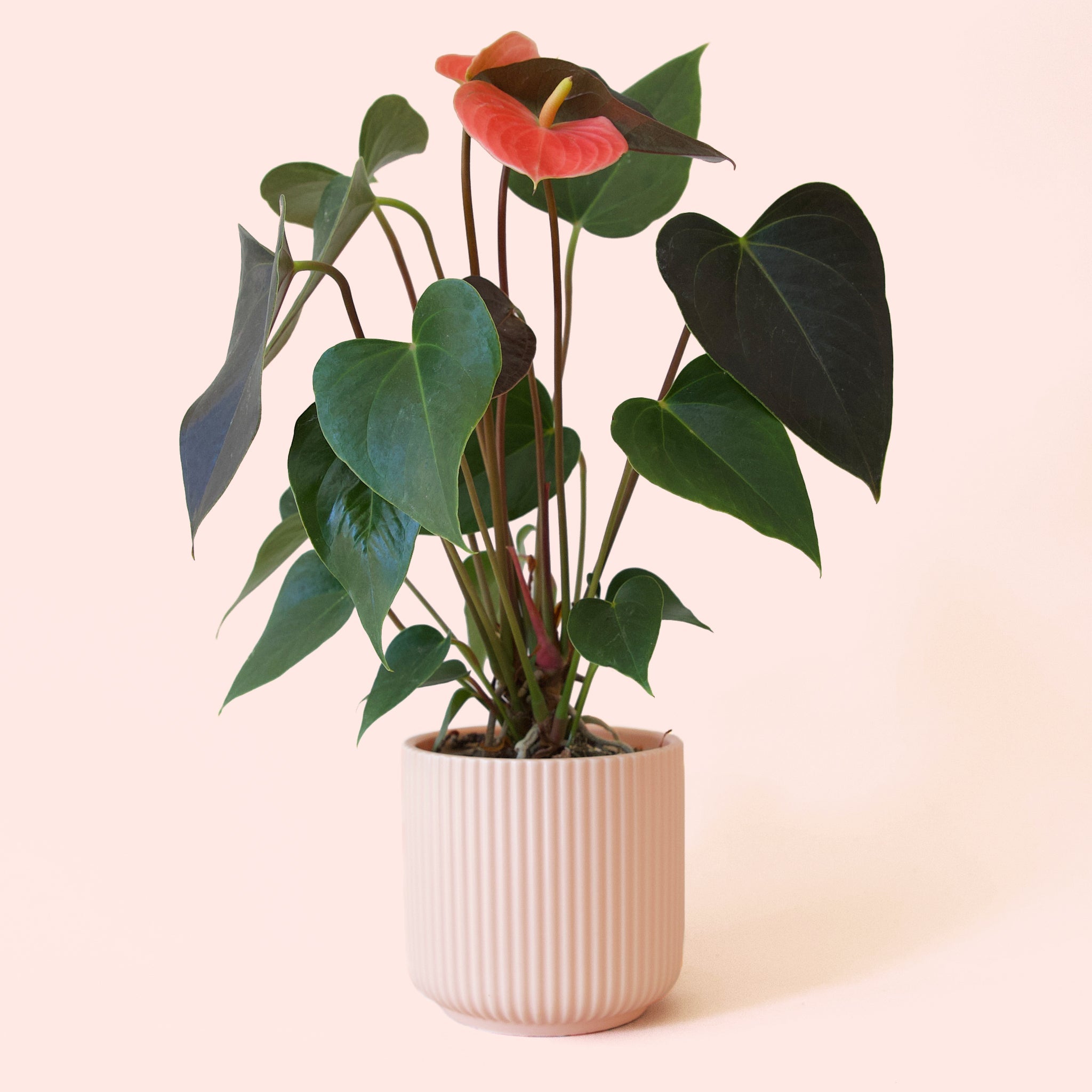 anthurium pink champion care Anthurium