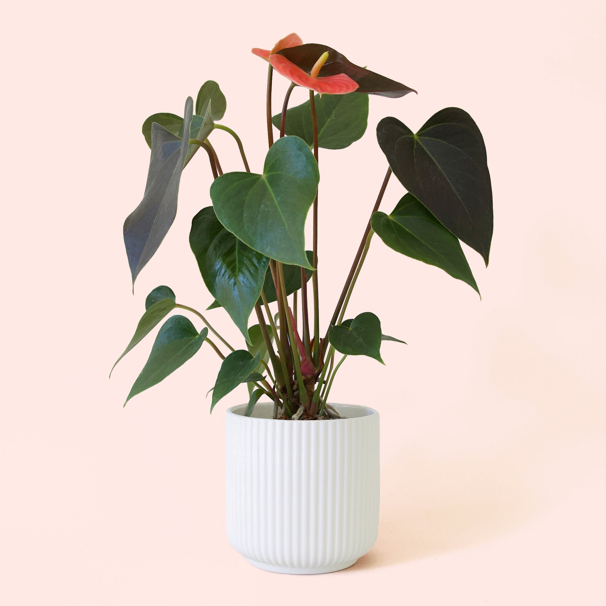 red champion anthurium Anthurium