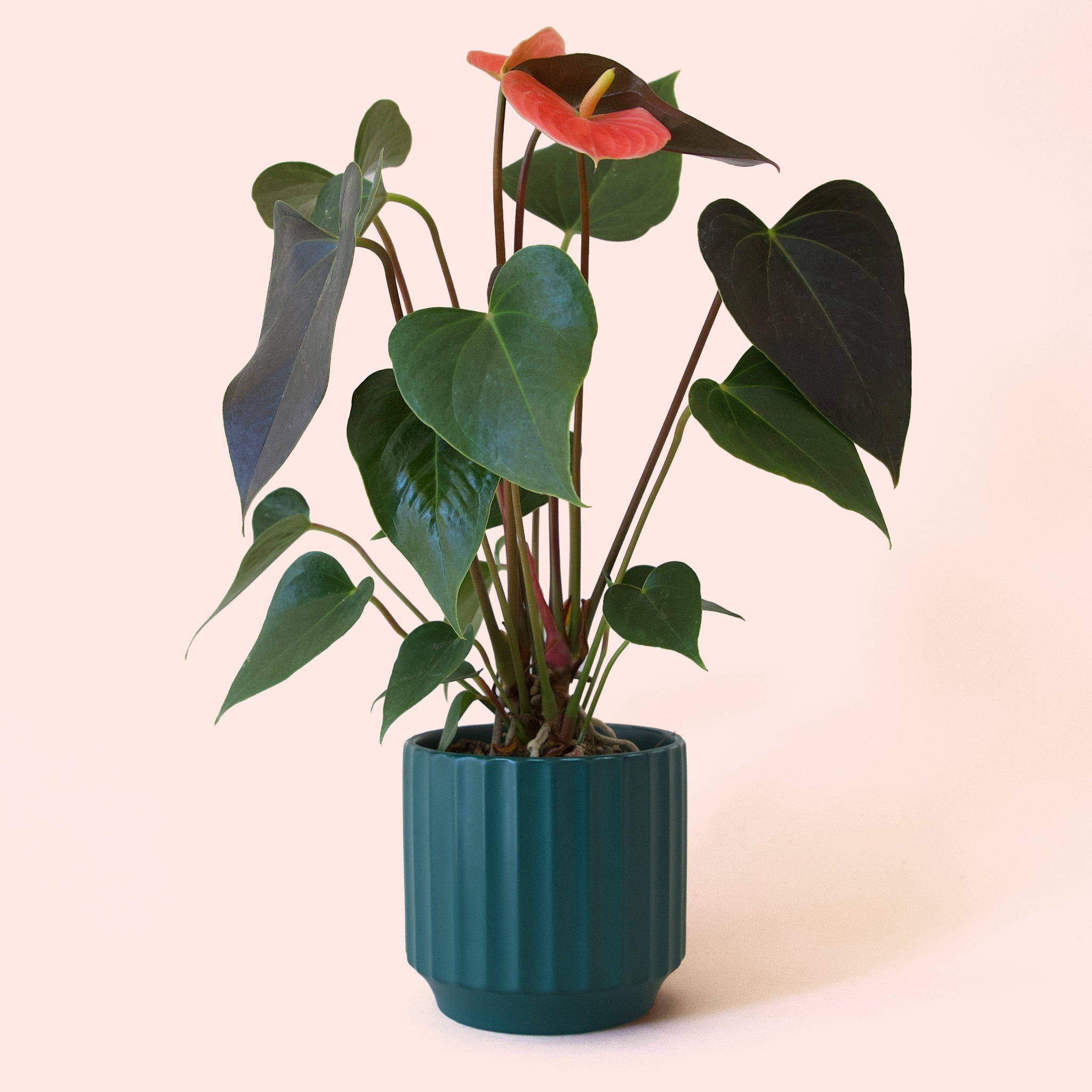 anthurium rainforest plant Anthurium