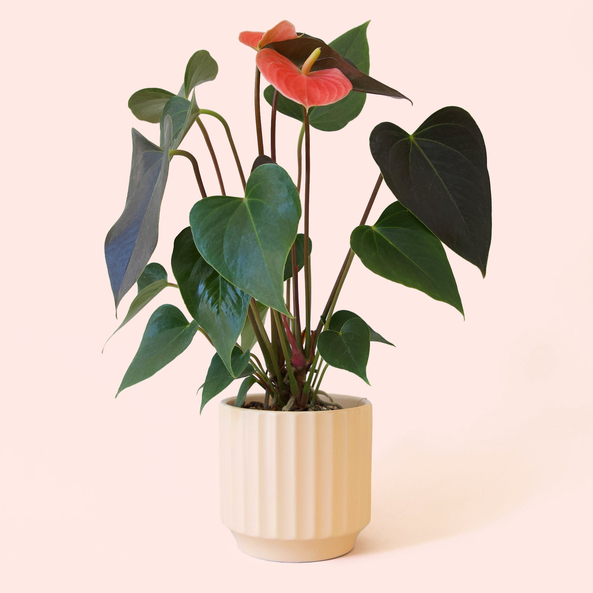 Pigment Anthurium Champion - Thumbnail 5