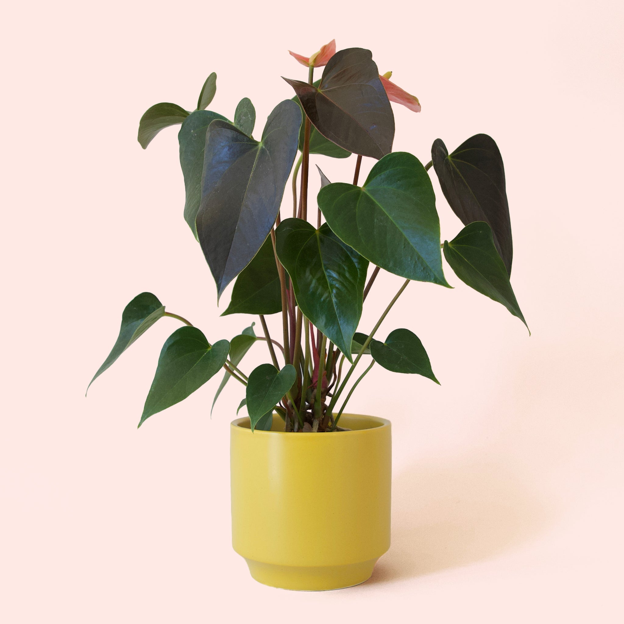 multicolor anthurium house plant Anthurium