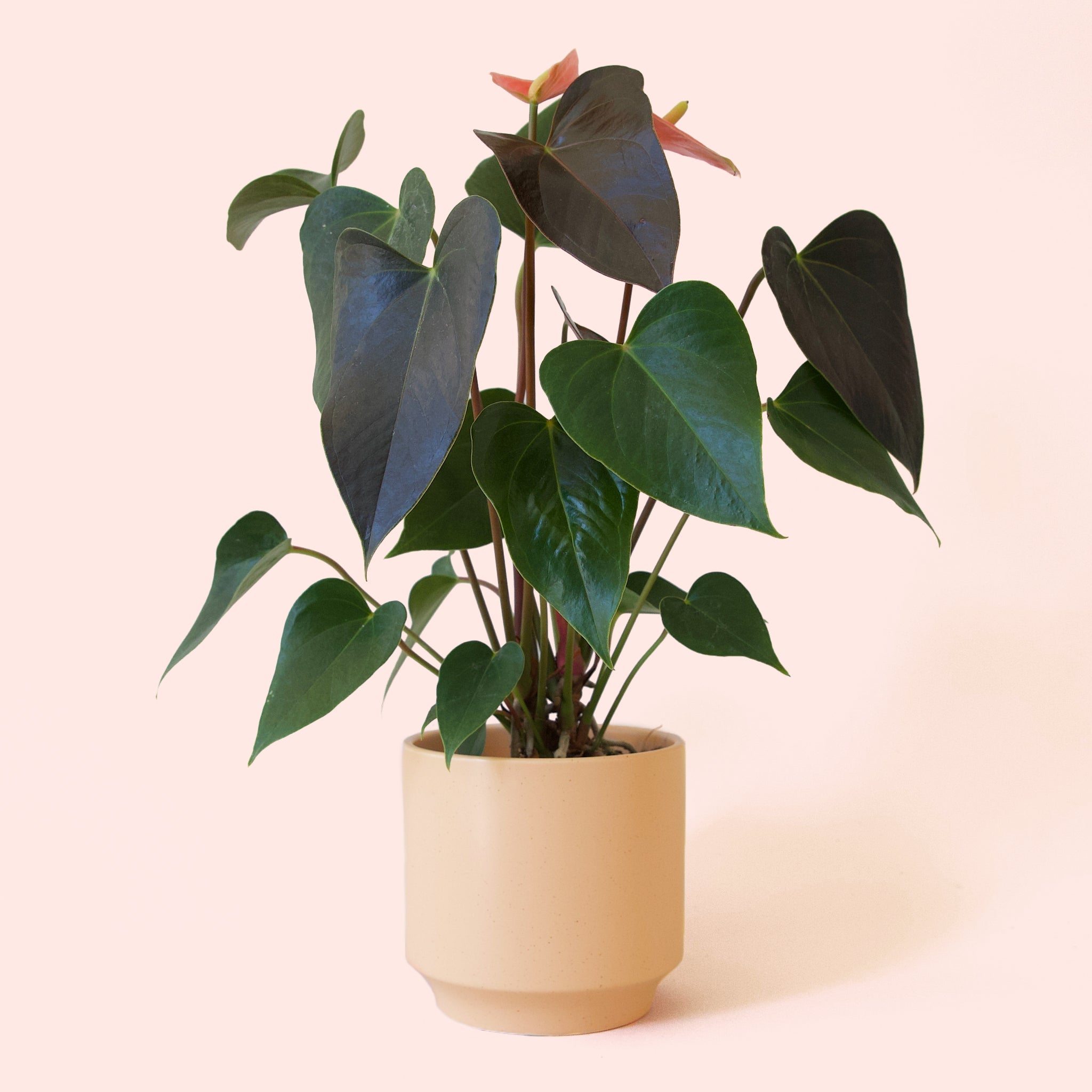 anthurium arion Anthurium