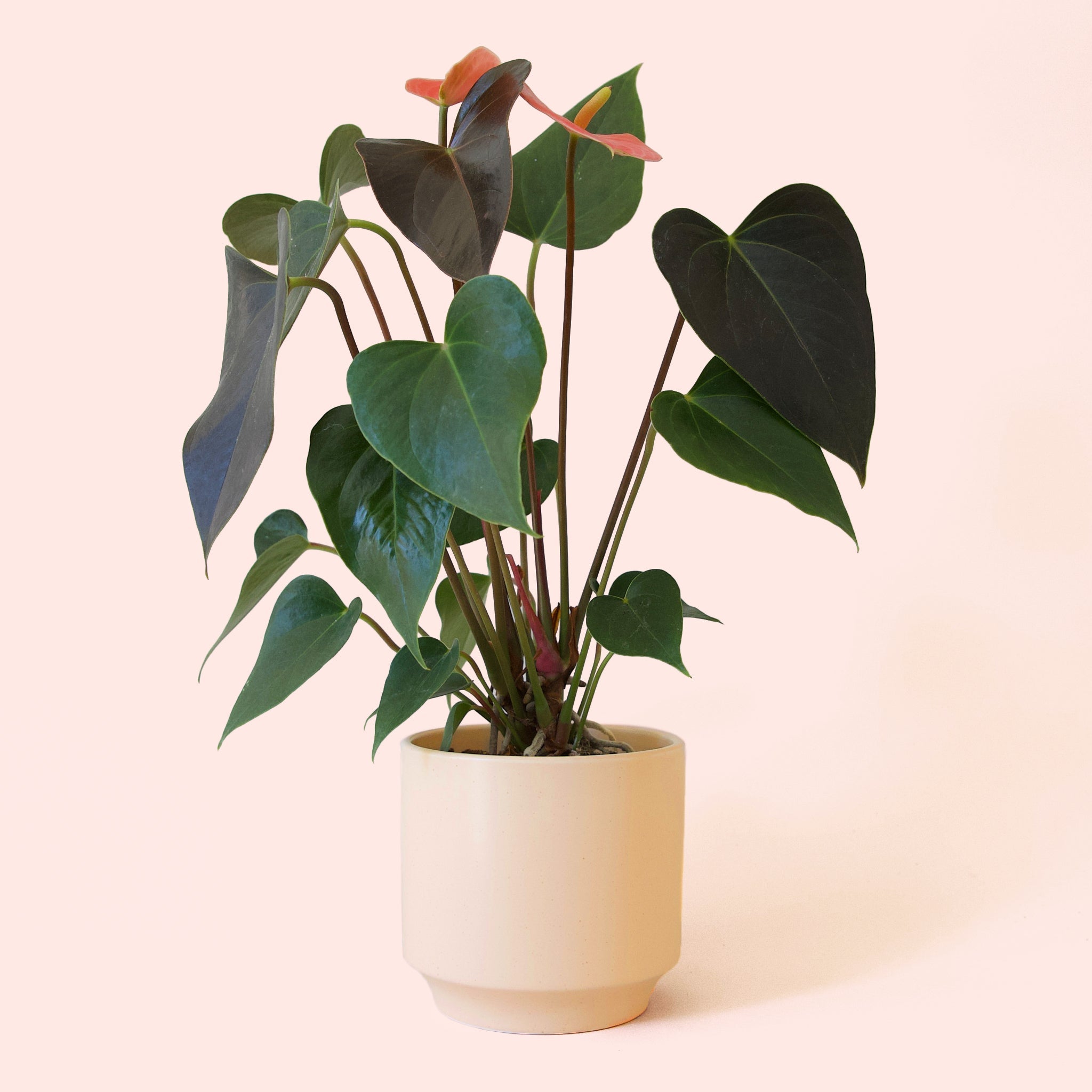 anthurium vanilla Anthurium