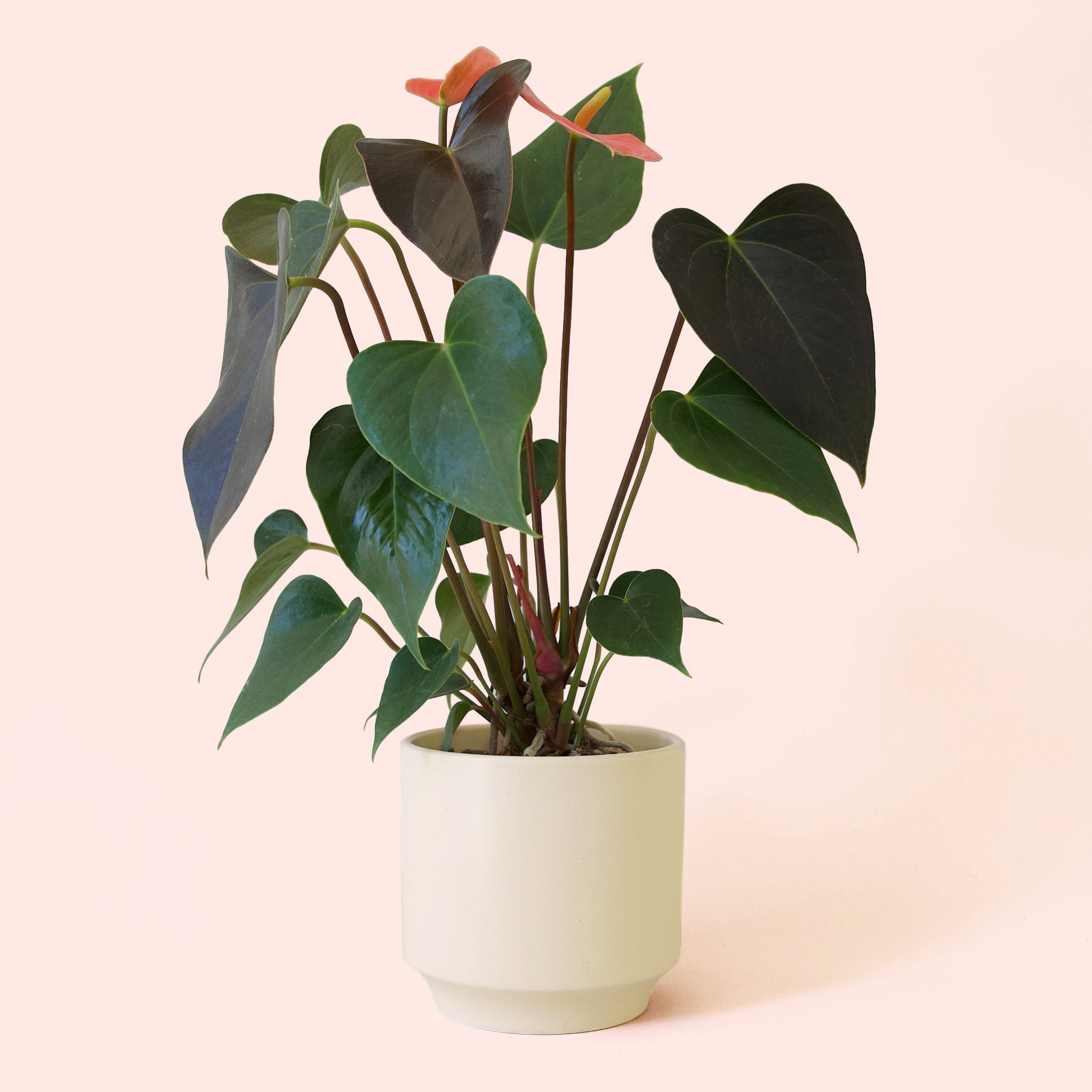 Pigment Anthurium Champion - Thumbnail 4