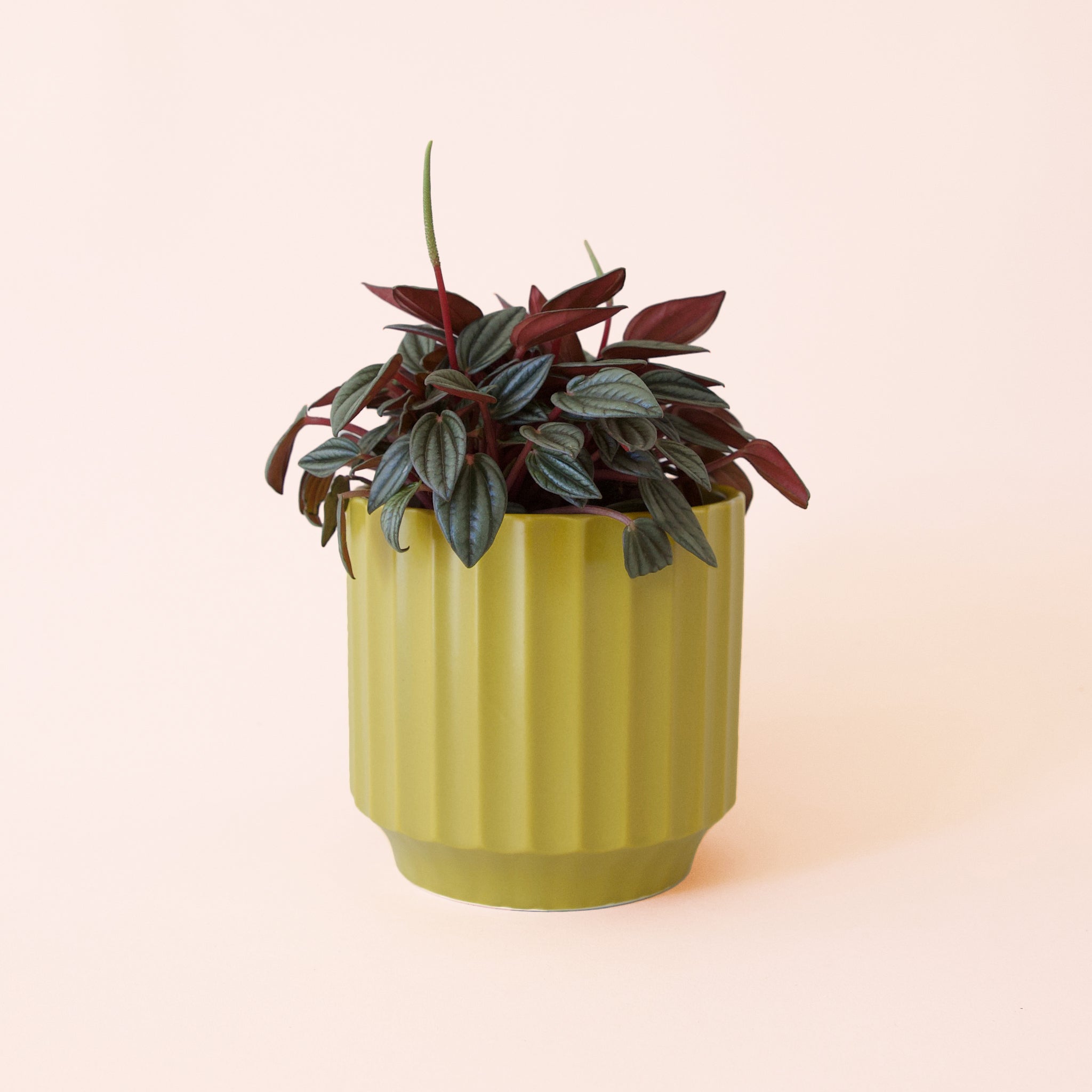 Peperomia San Marino